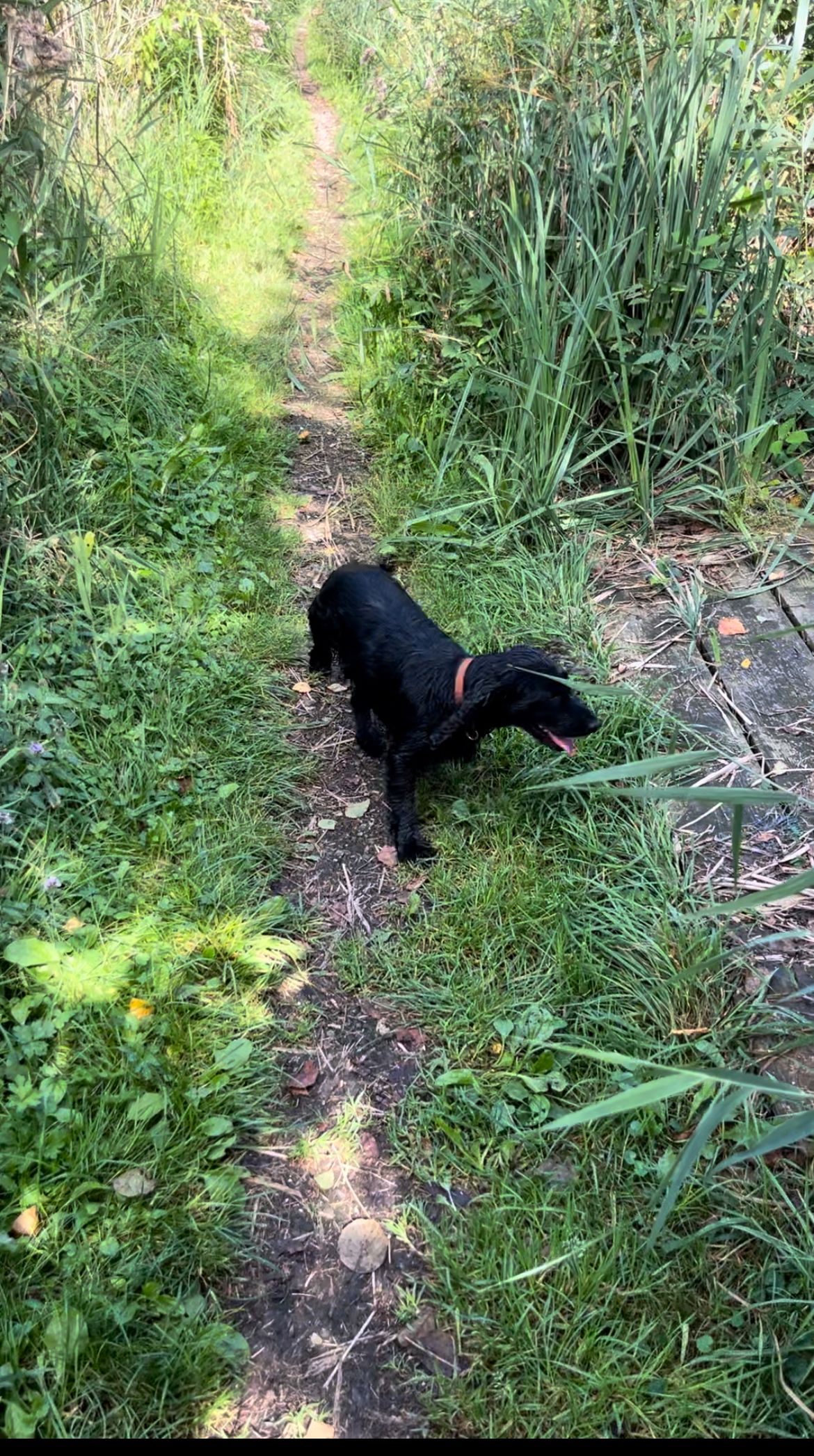 Pip - Dorpstraat, Waddinxveen