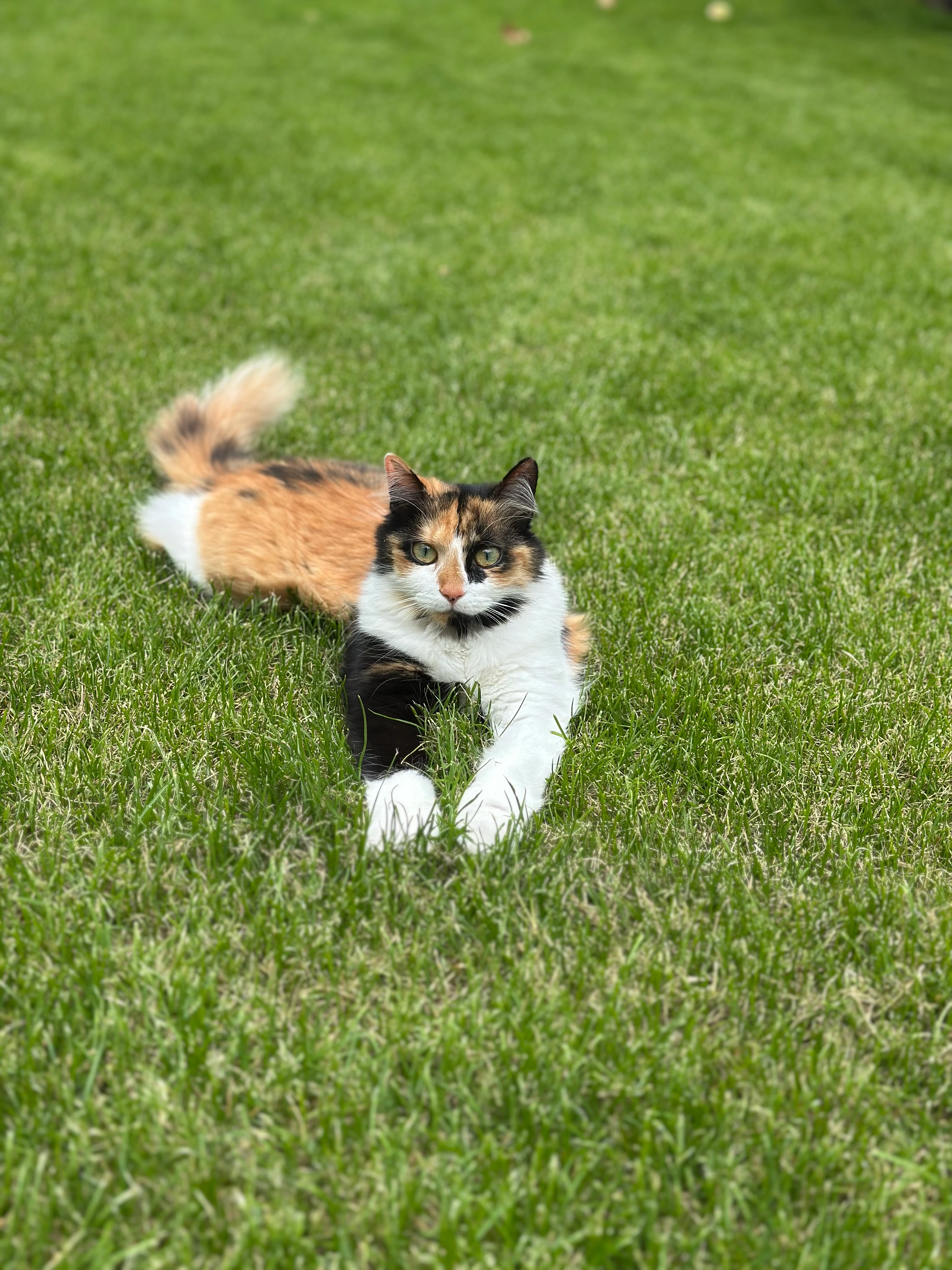 Chacha - Rue Donckier, Verviers