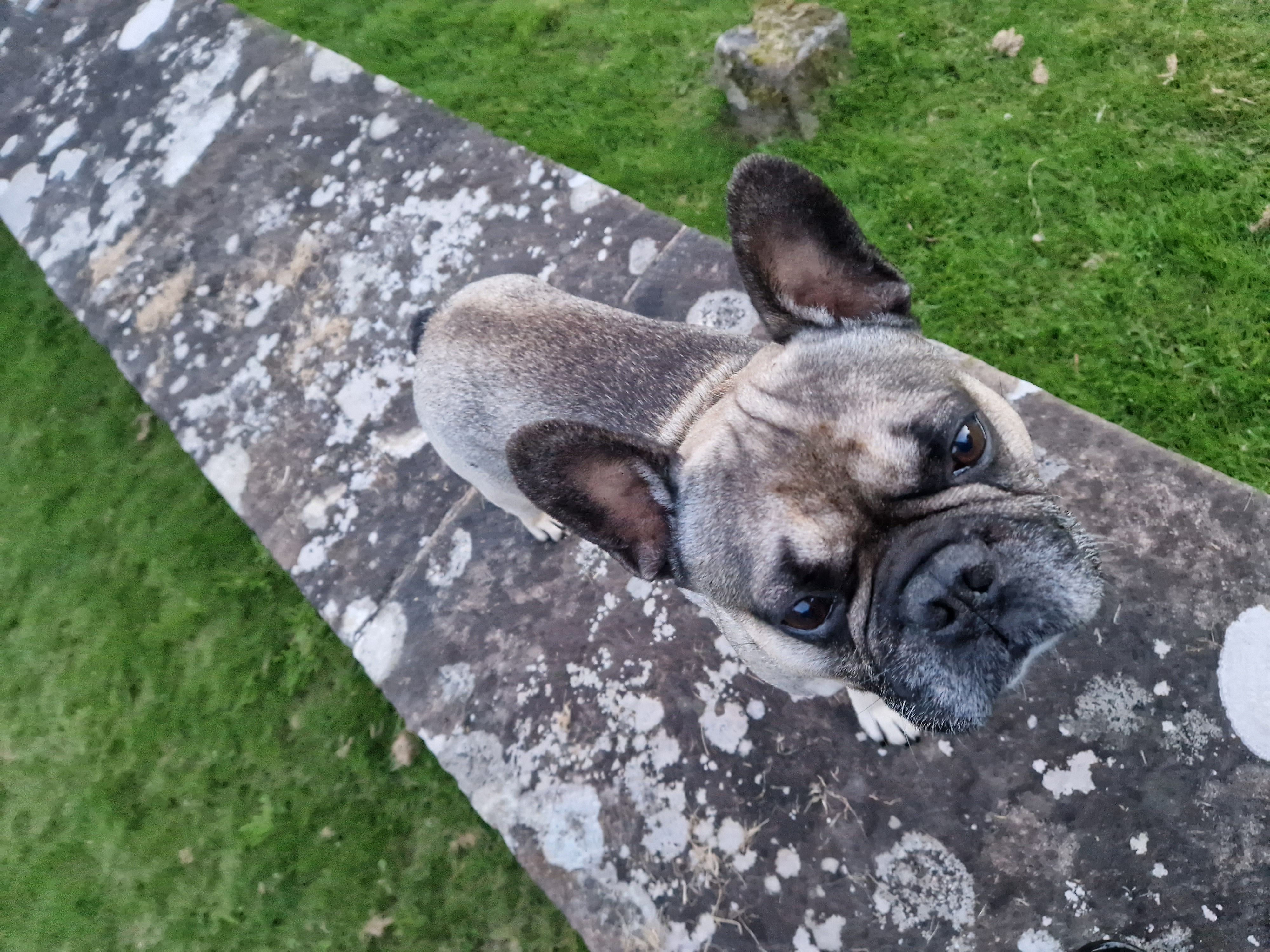 Bruce - Woodside Road, Stirling