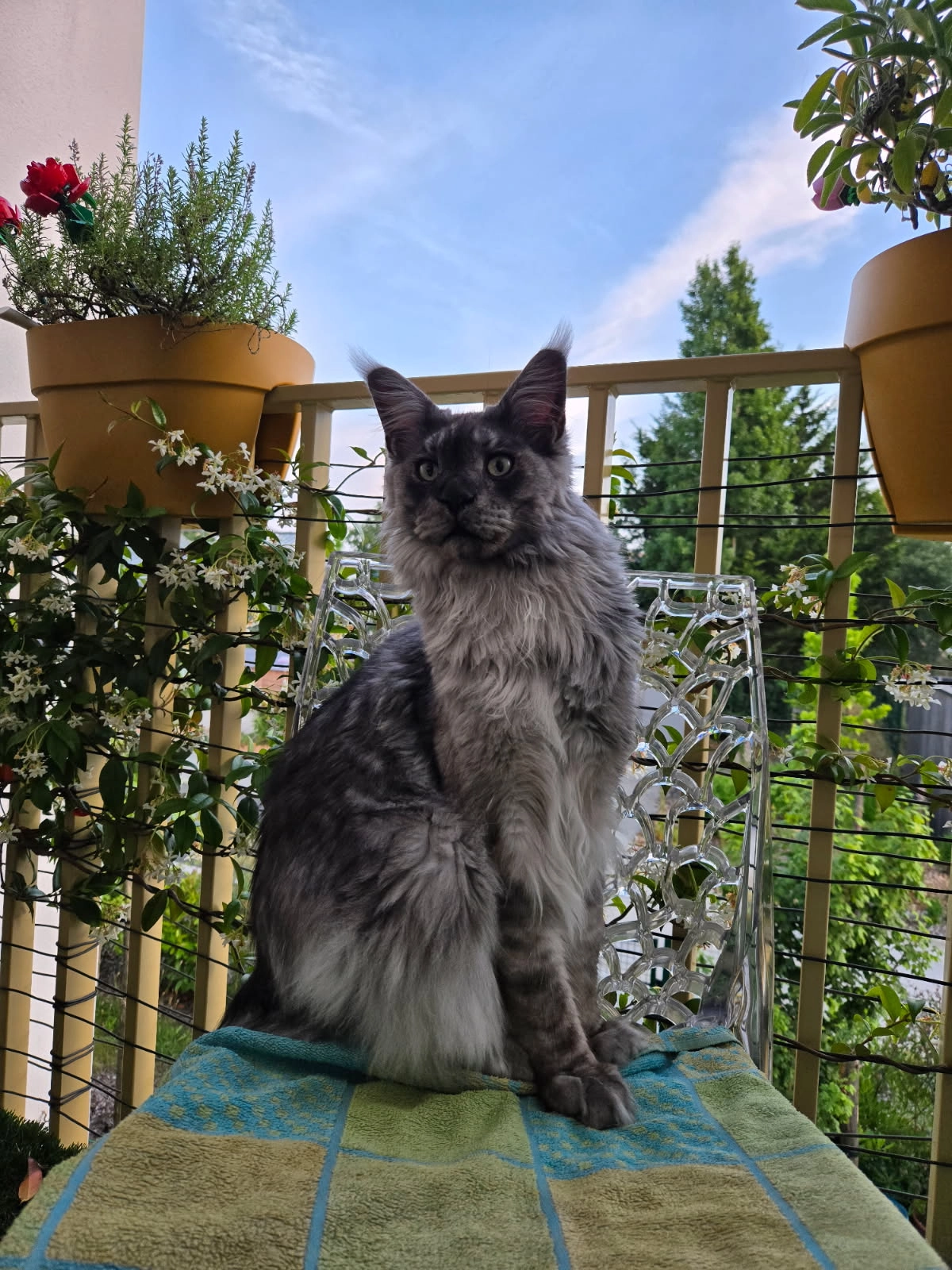 Arres - Rue Édouard Manet, Montaigu