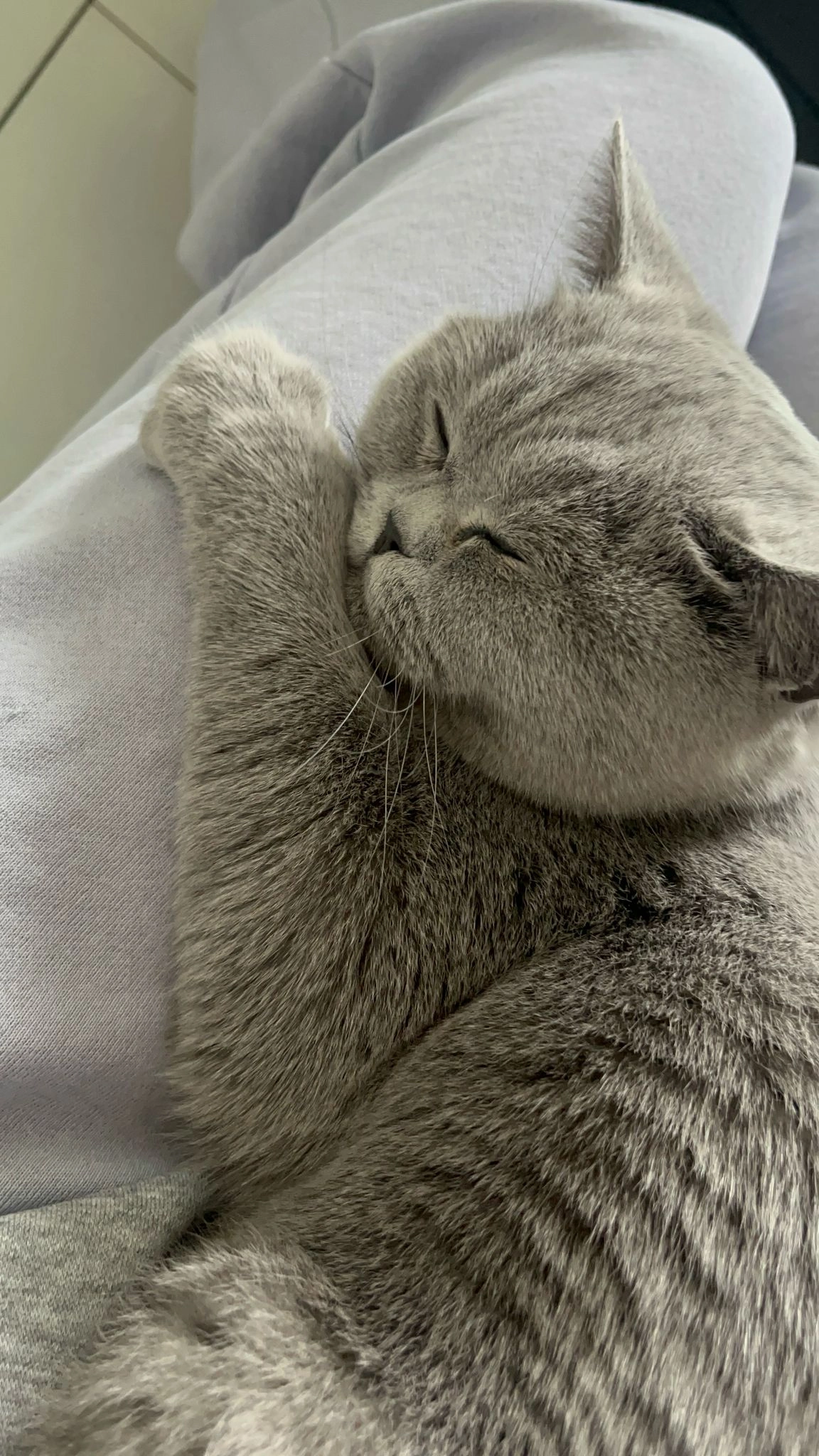 Coco - Pine Hurst, Dublin 7, Ireland