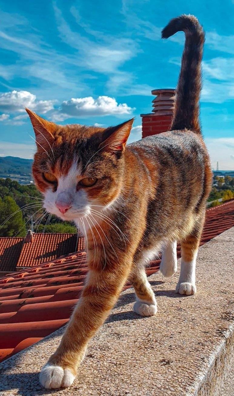 Tina - Carrer De Francesc Macià, Castellbisbal