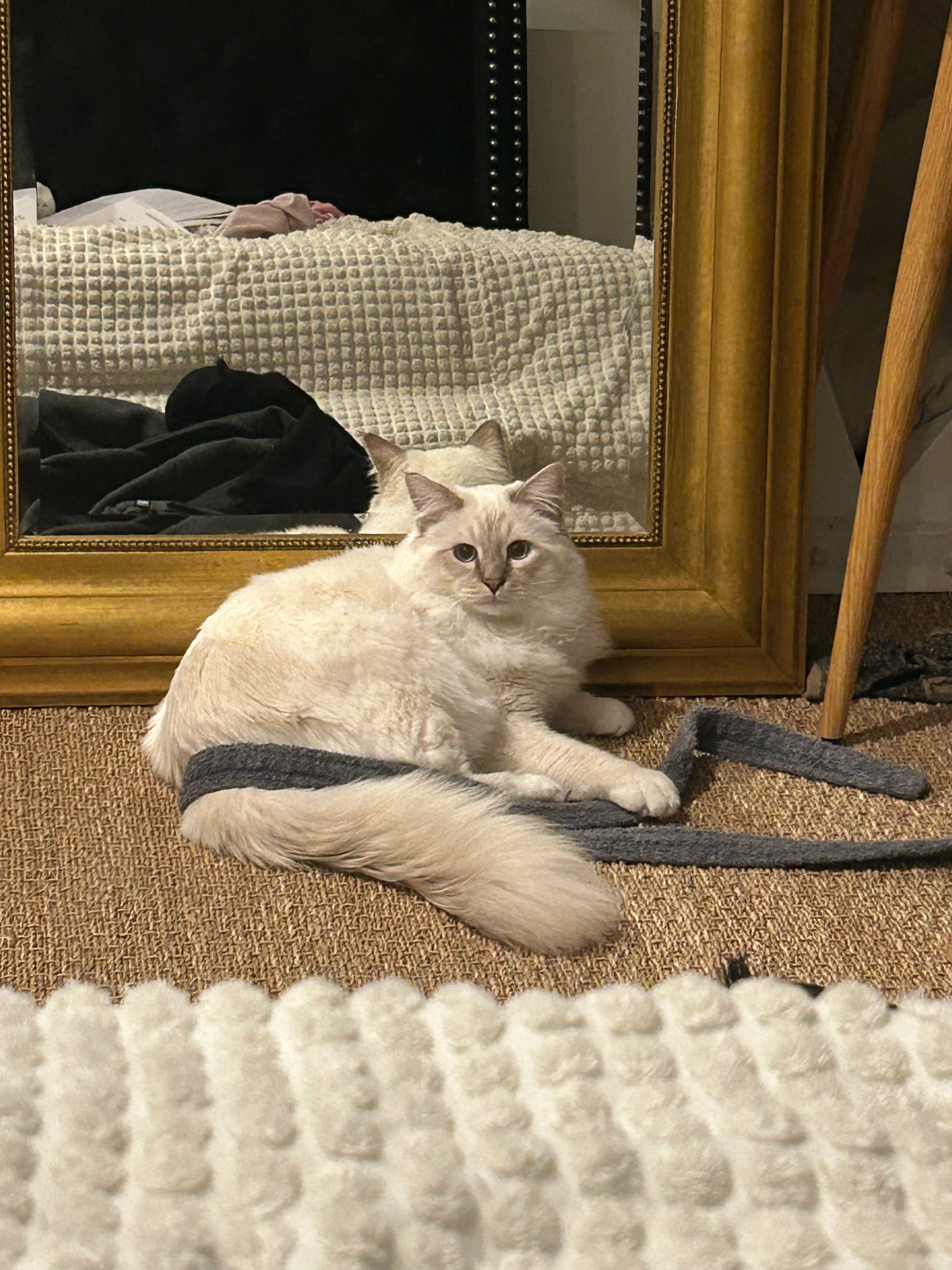 Zola - 6 Boulevard Joseph Bédier, Angers