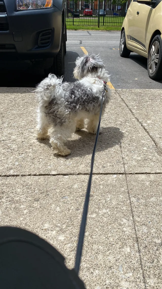 Tobby  - 140 Beacon Run E, Columbus