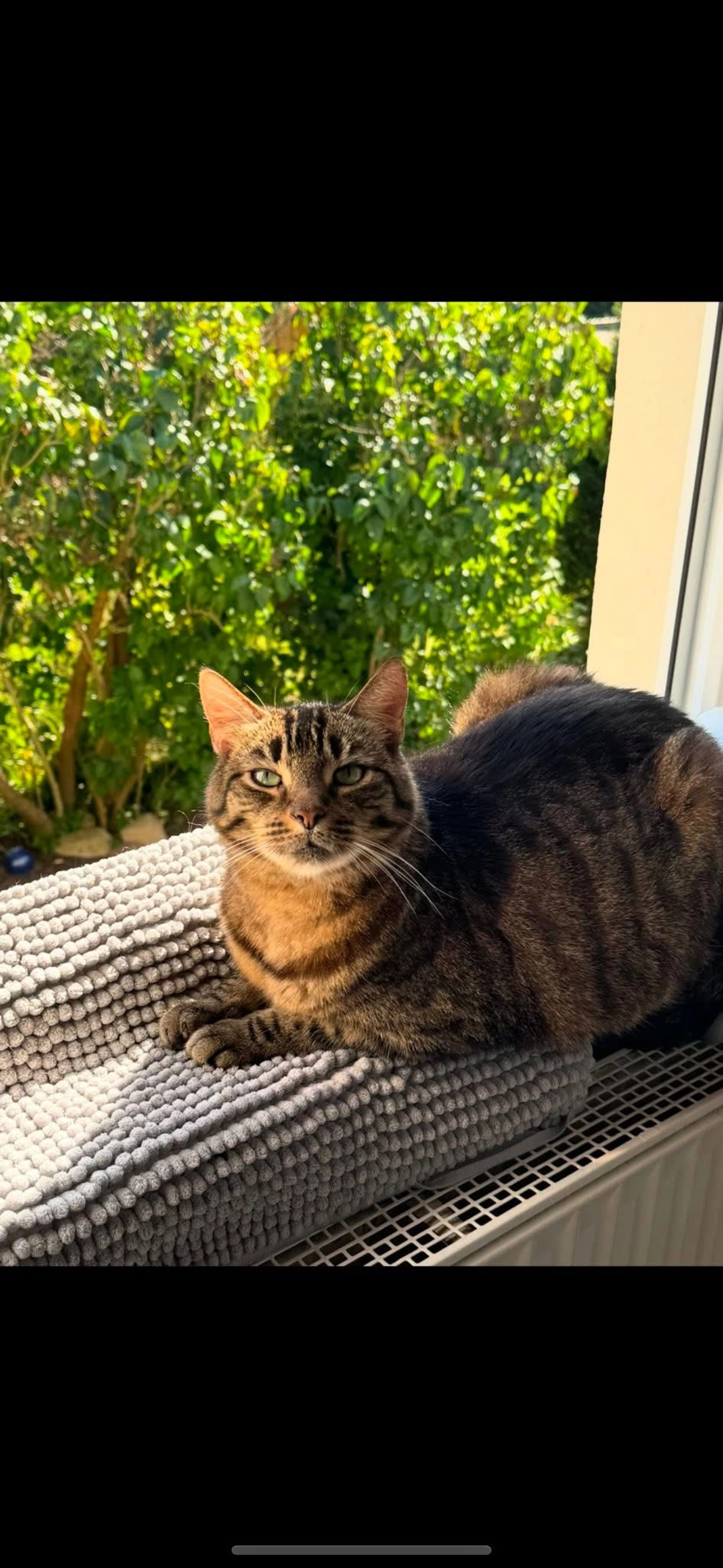 Simon - Braunschweiger Heerstraße, Celle