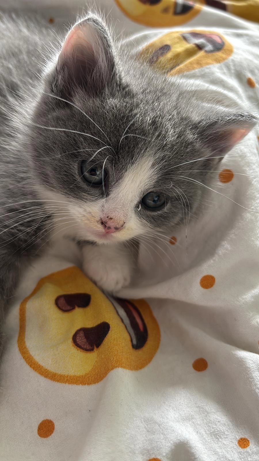 Milo - Brandenburger Weg, Neumünster