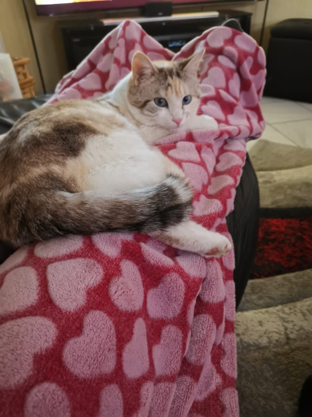 Plume - Route Des Bourales, Saint-Jorioz