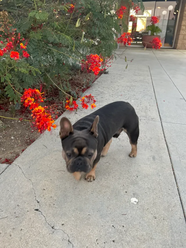I wanna make a report - Santa Anita Ave, El Monte