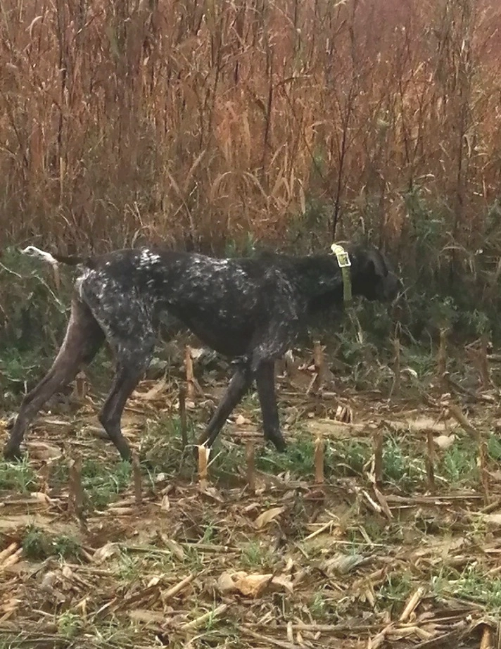 Réva  - Rue De La Garenne, Feyzin
