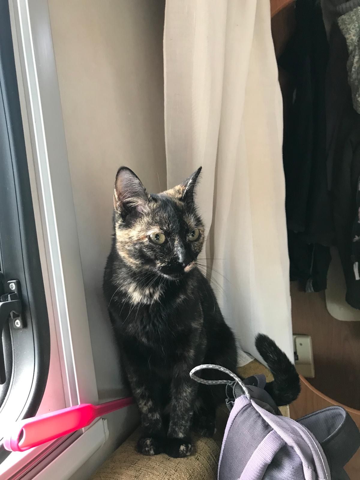 Yoko - Carretera De Les Marines, Dénia