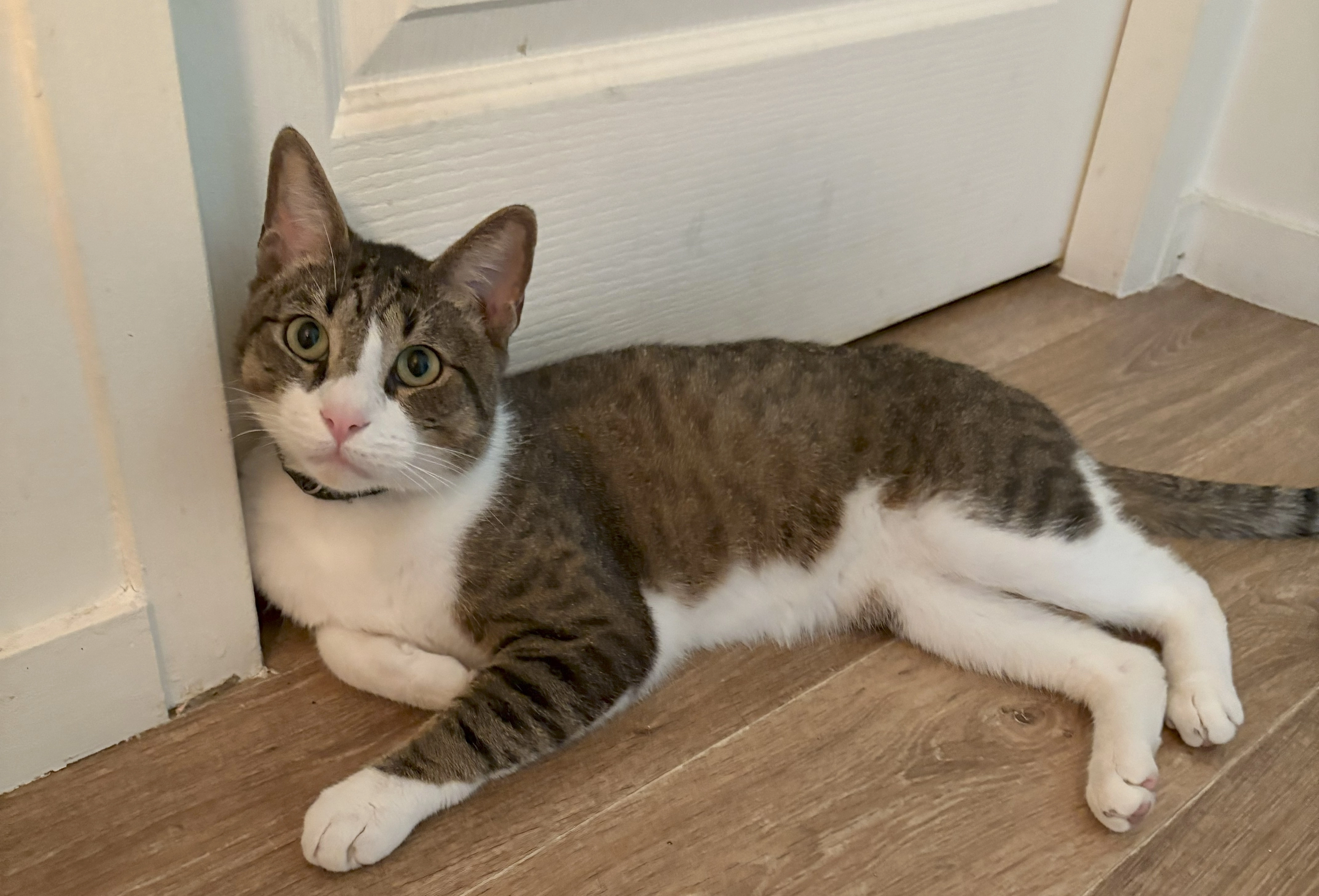 Pixel - Rue Pierre Mignard, Versailles