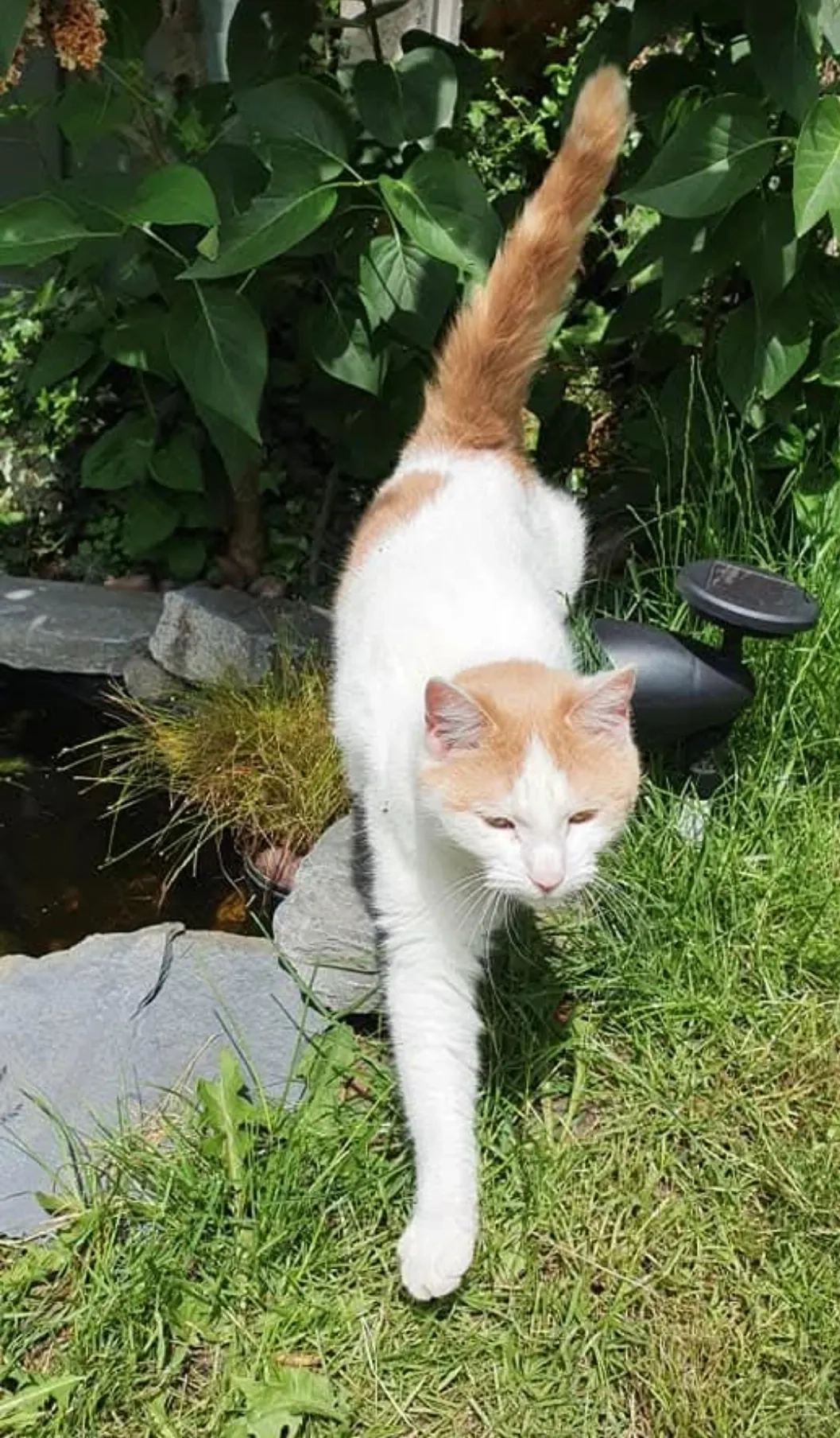 Mango - Foley Grove, Wolverhampton