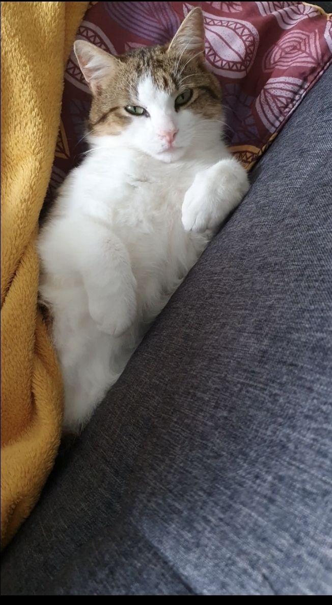 Tigrou - 3 Impasse des Petits Champs, Seulline