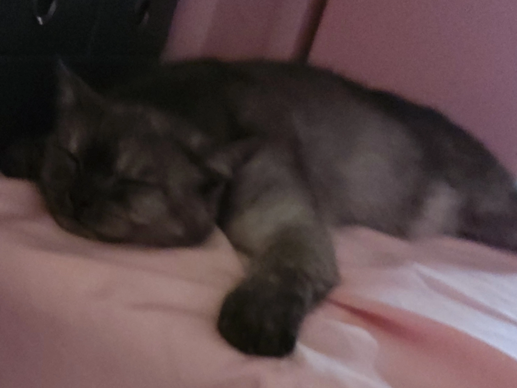 Harvey - DE56 0DH, Belper