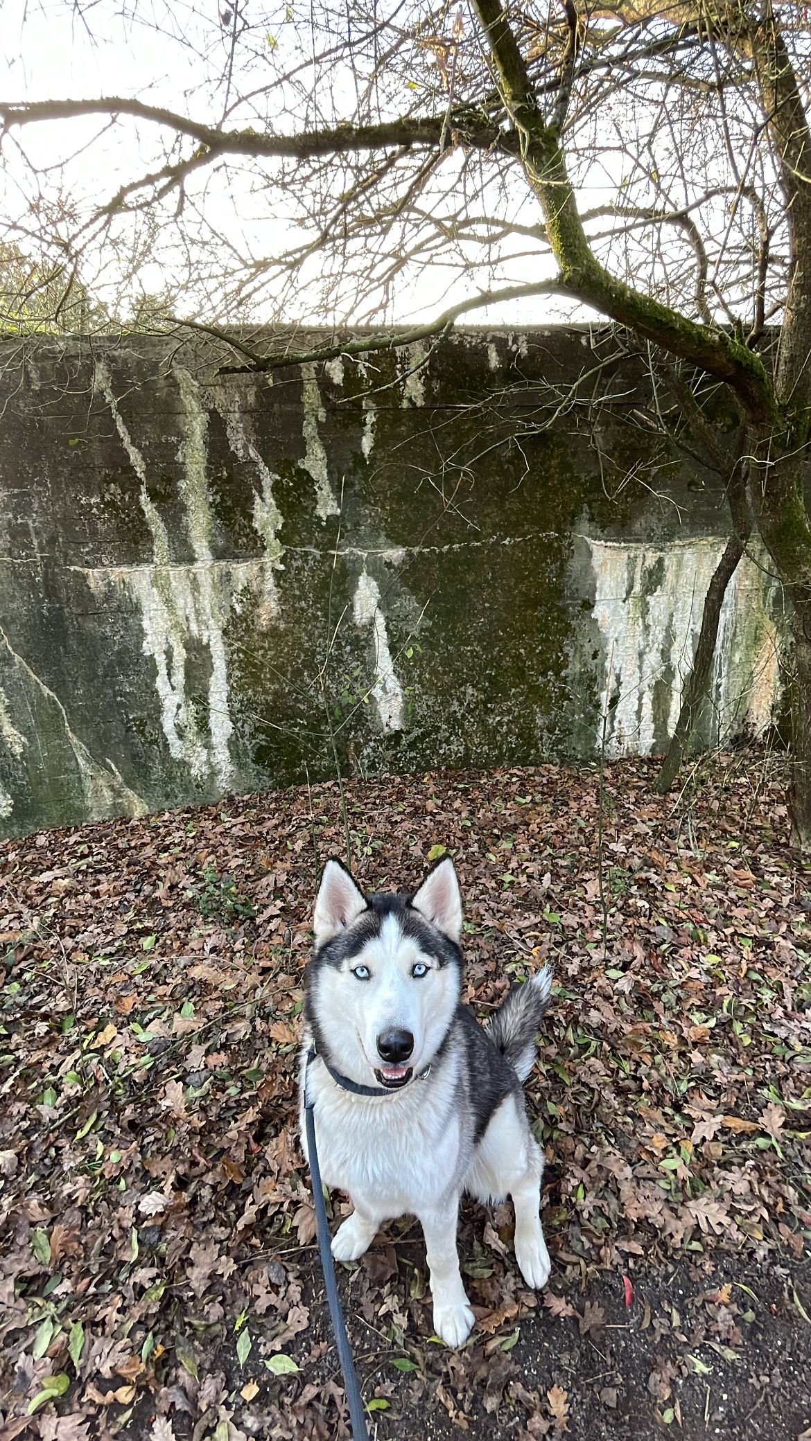 Frodo - Bosparkweg, Alphen aan den Rijn