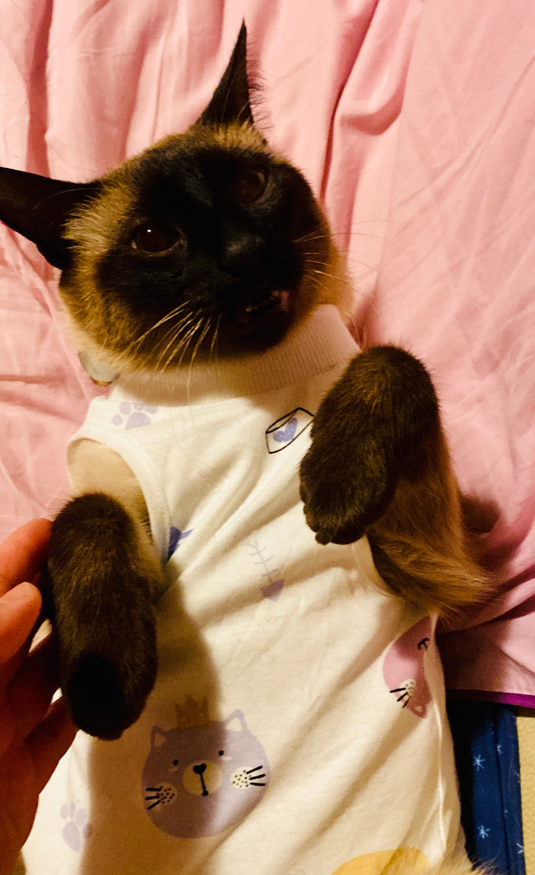 Darky - Rue Des Champs Fleuris, Thoiry