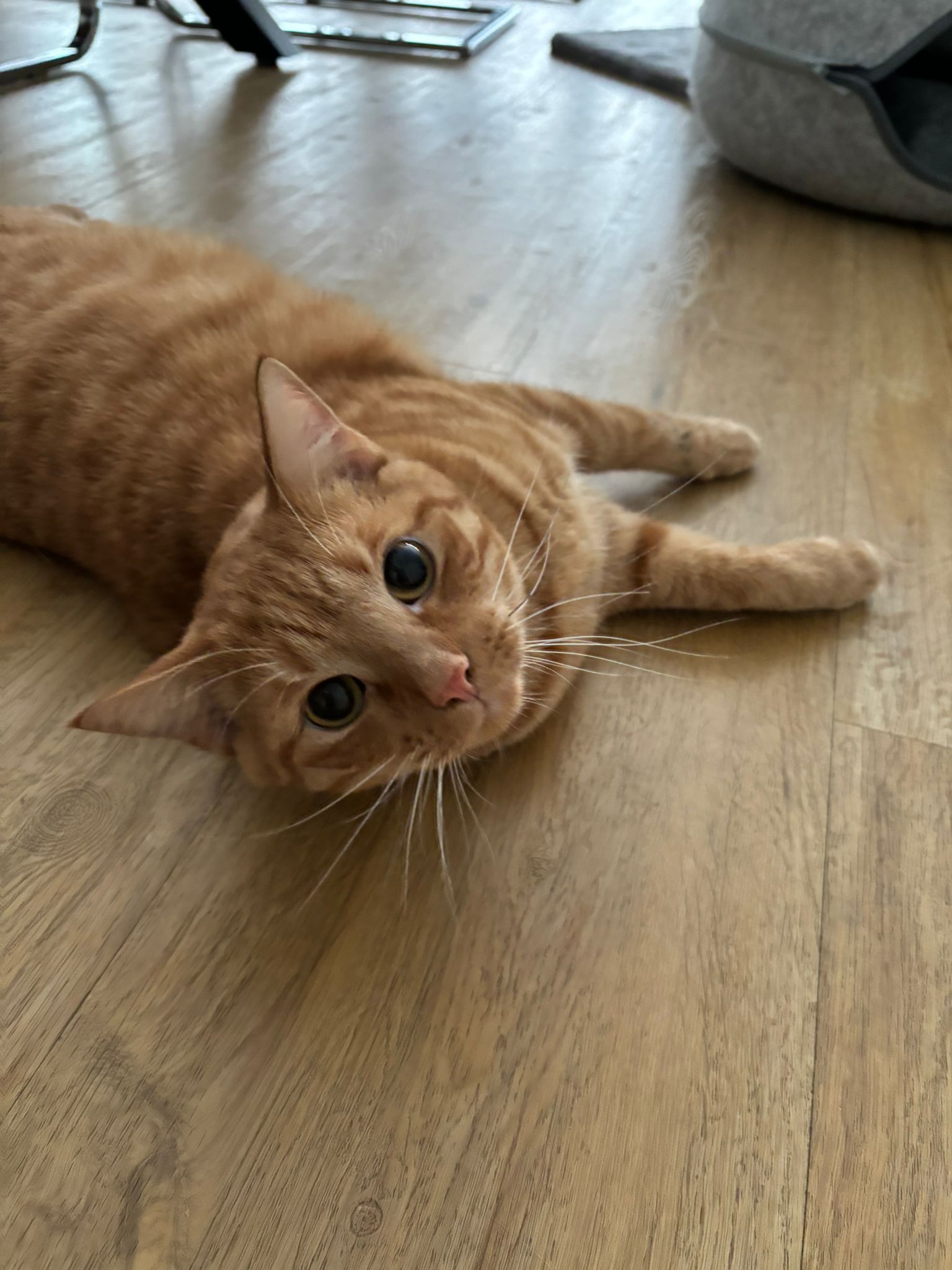 Alfons - Ankumer Straße, Samtgemeinde Bersenbrück