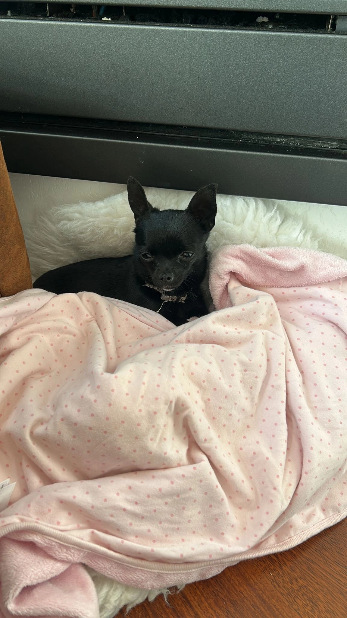 Chihuahua - Ternesselei, Wommelgem