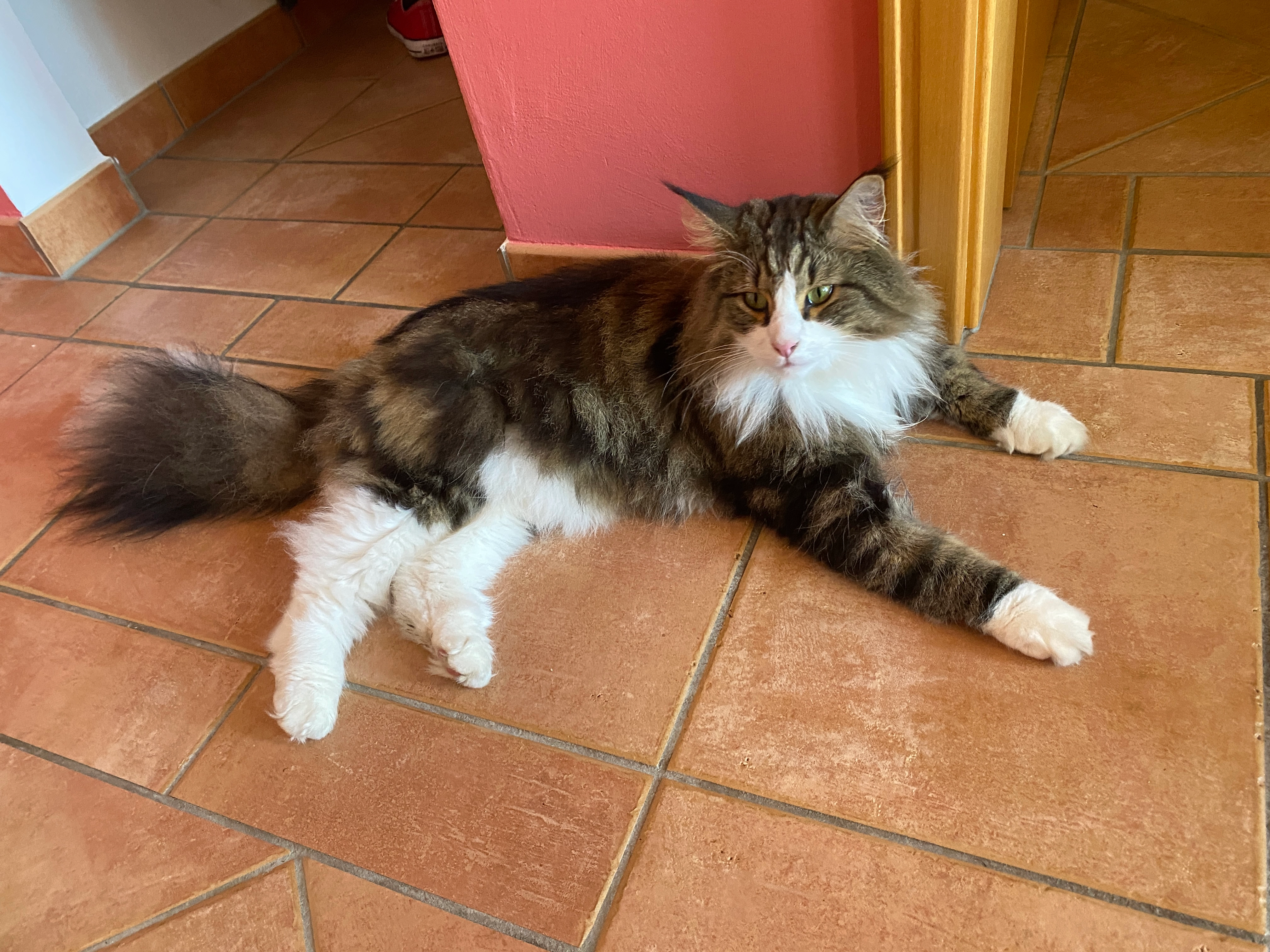 Jackson - Federbachstraße, Rastatt