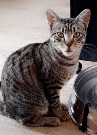 Opie - Rue Du Marché, Magescq