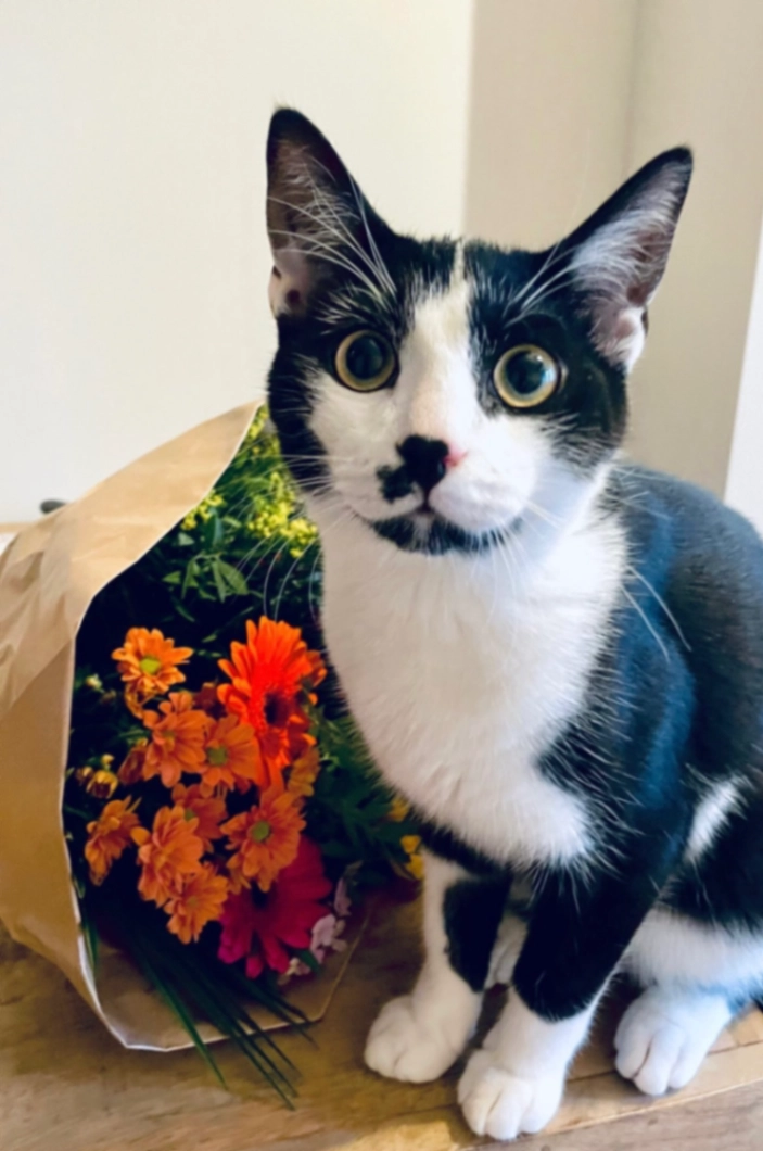 Romy - Hochterpoort, Maastricht