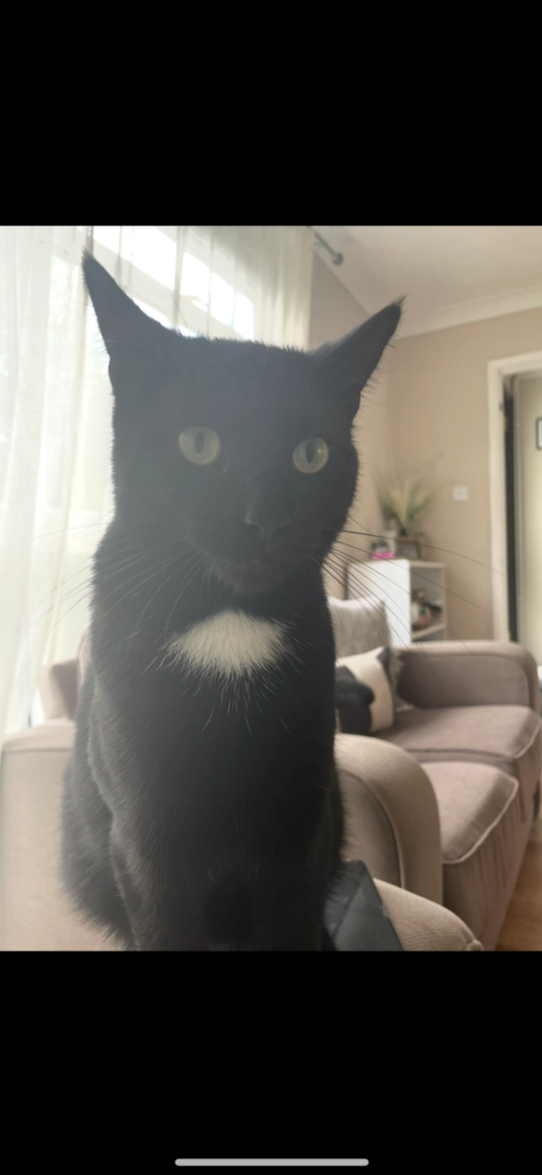 Bingo - Sugarloaf walk , Folkestone