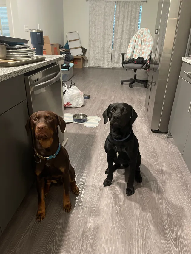 Winston and Bruno  - I 75, Cartersville