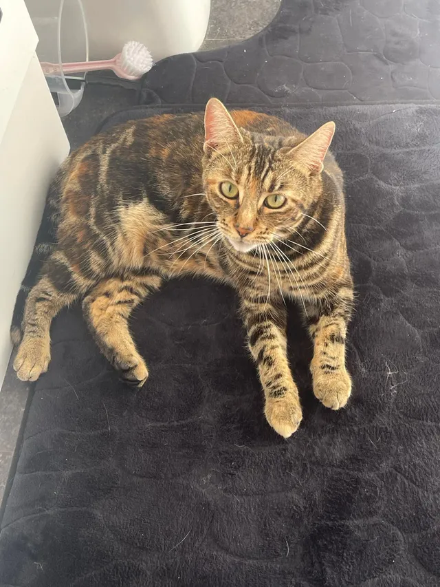 Tilly - Corrie Drive, Motherwell