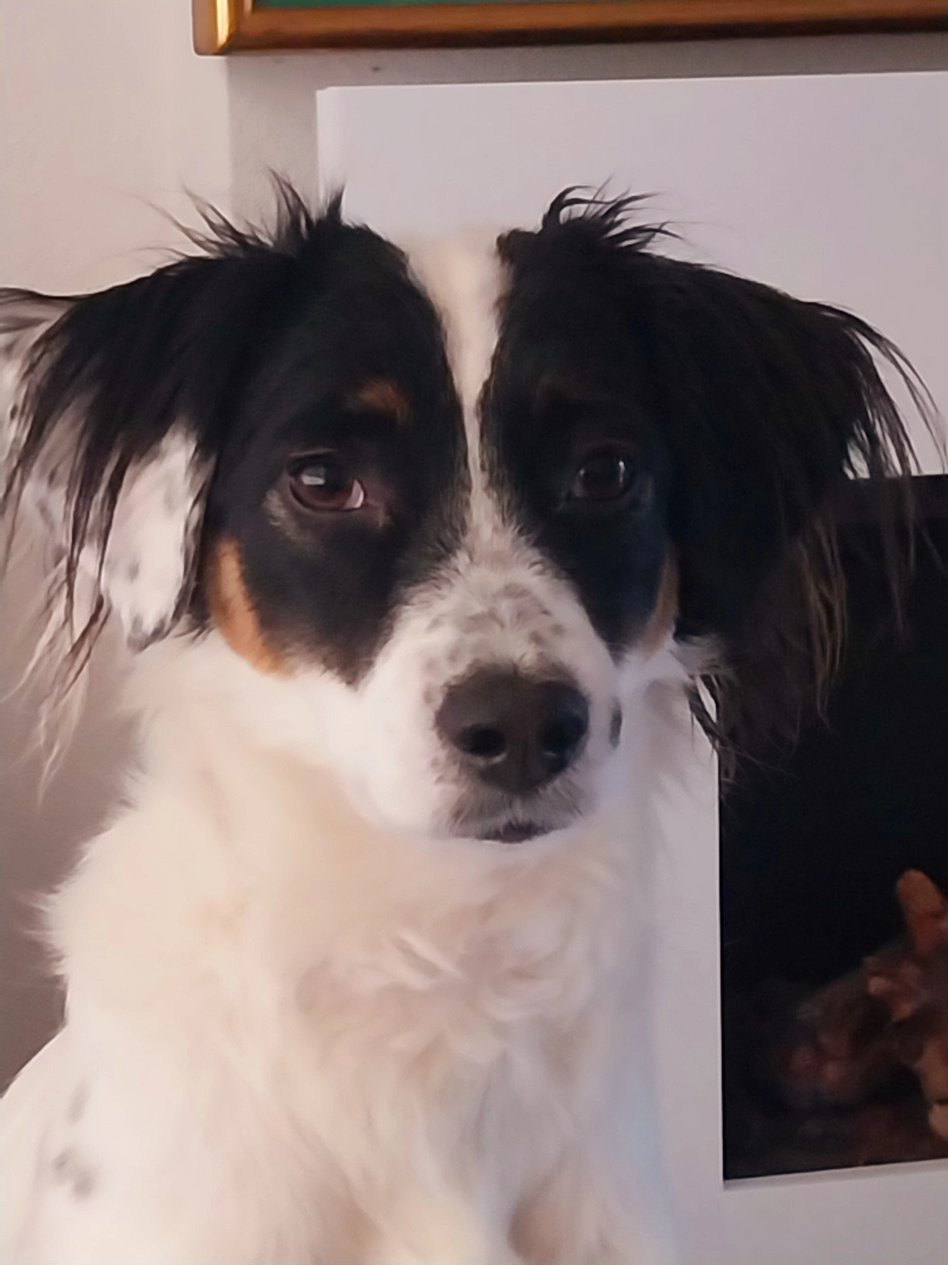 Sammy - Aan de Dril, Limburg