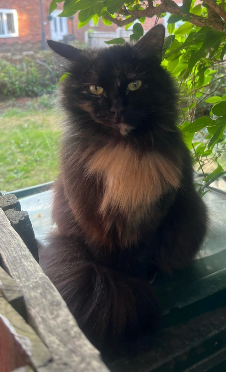 Cookie - Howville Avenue, Doncaster