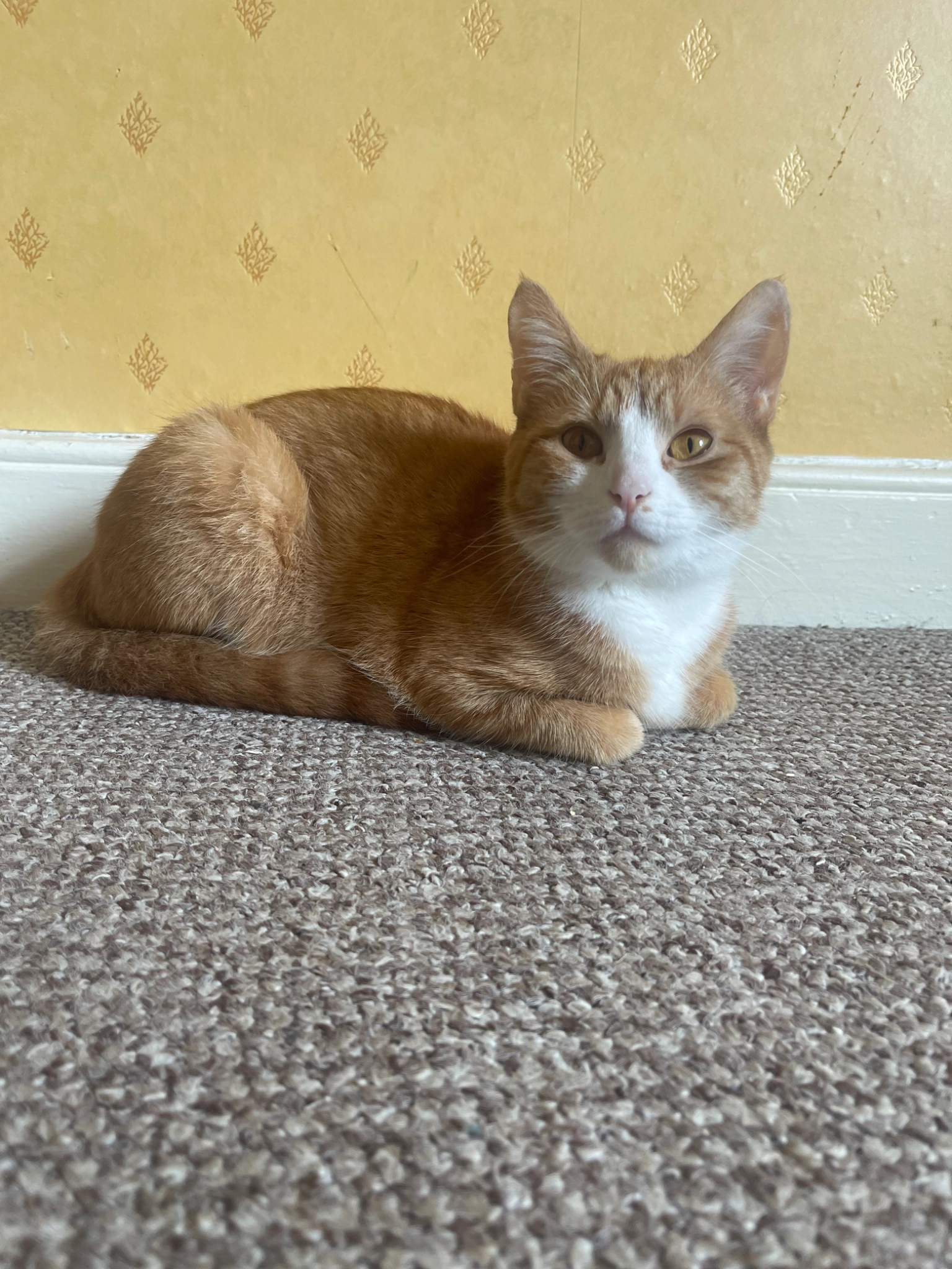Pumpkin - Russell Street, Lincoln