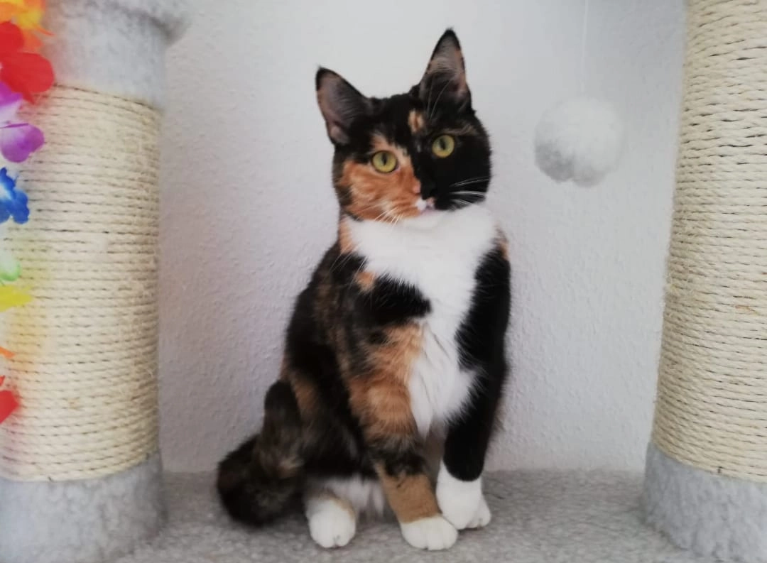 Videll - Kantstraße, Cottbus