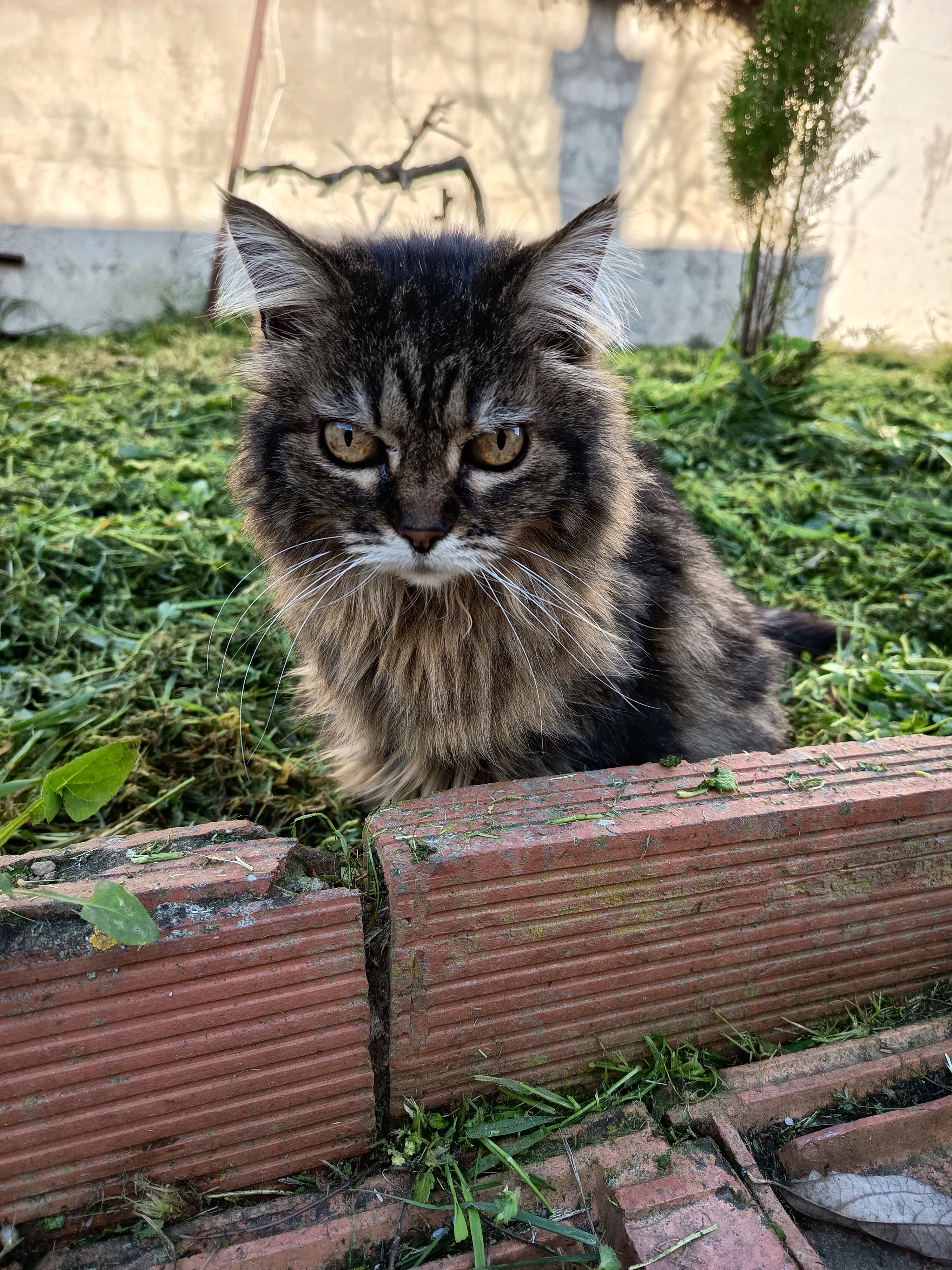 Pilou  - Rue André Lhote, Béziers