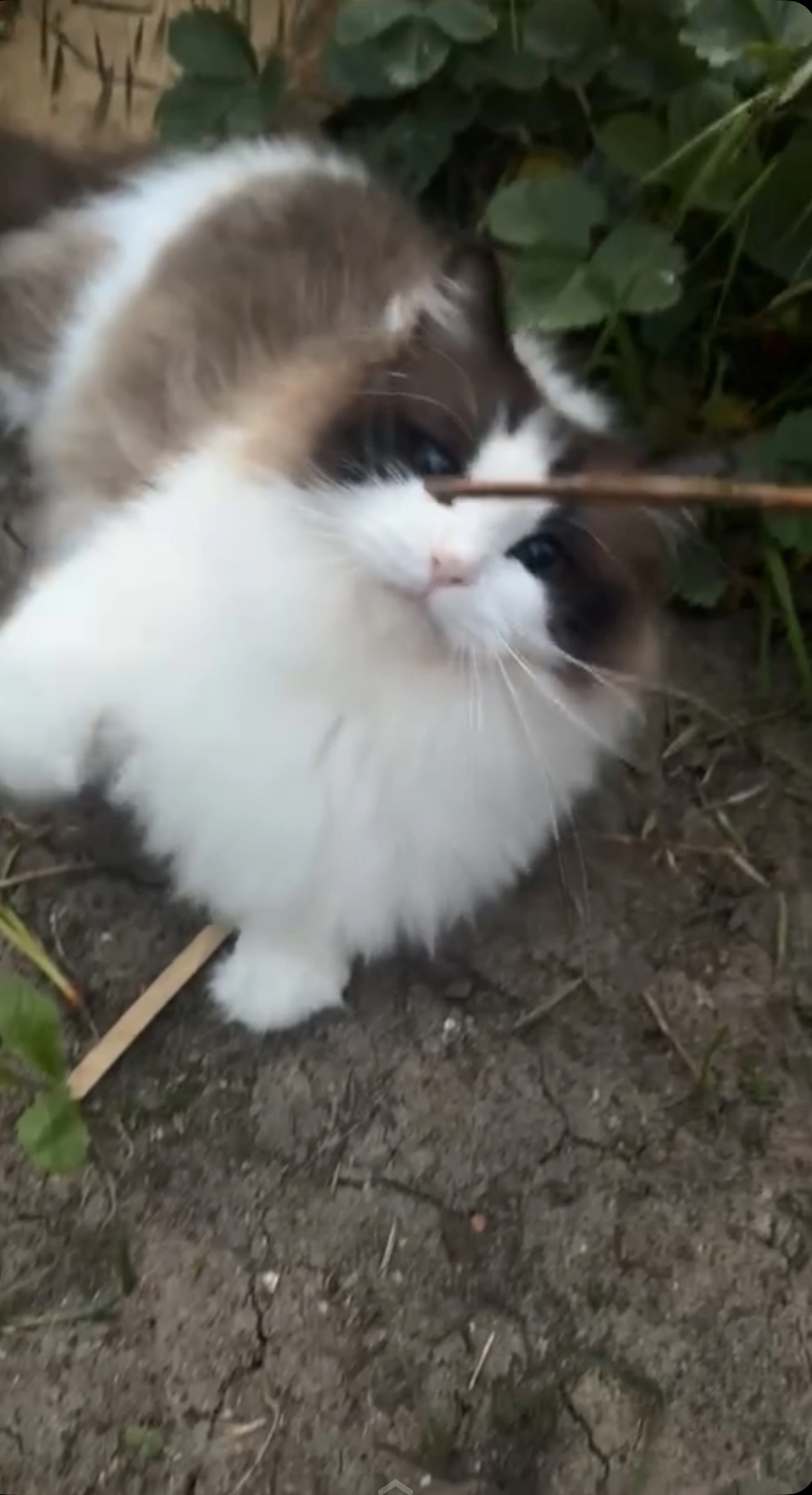 Lexi - Weeversstraat, Zwolle