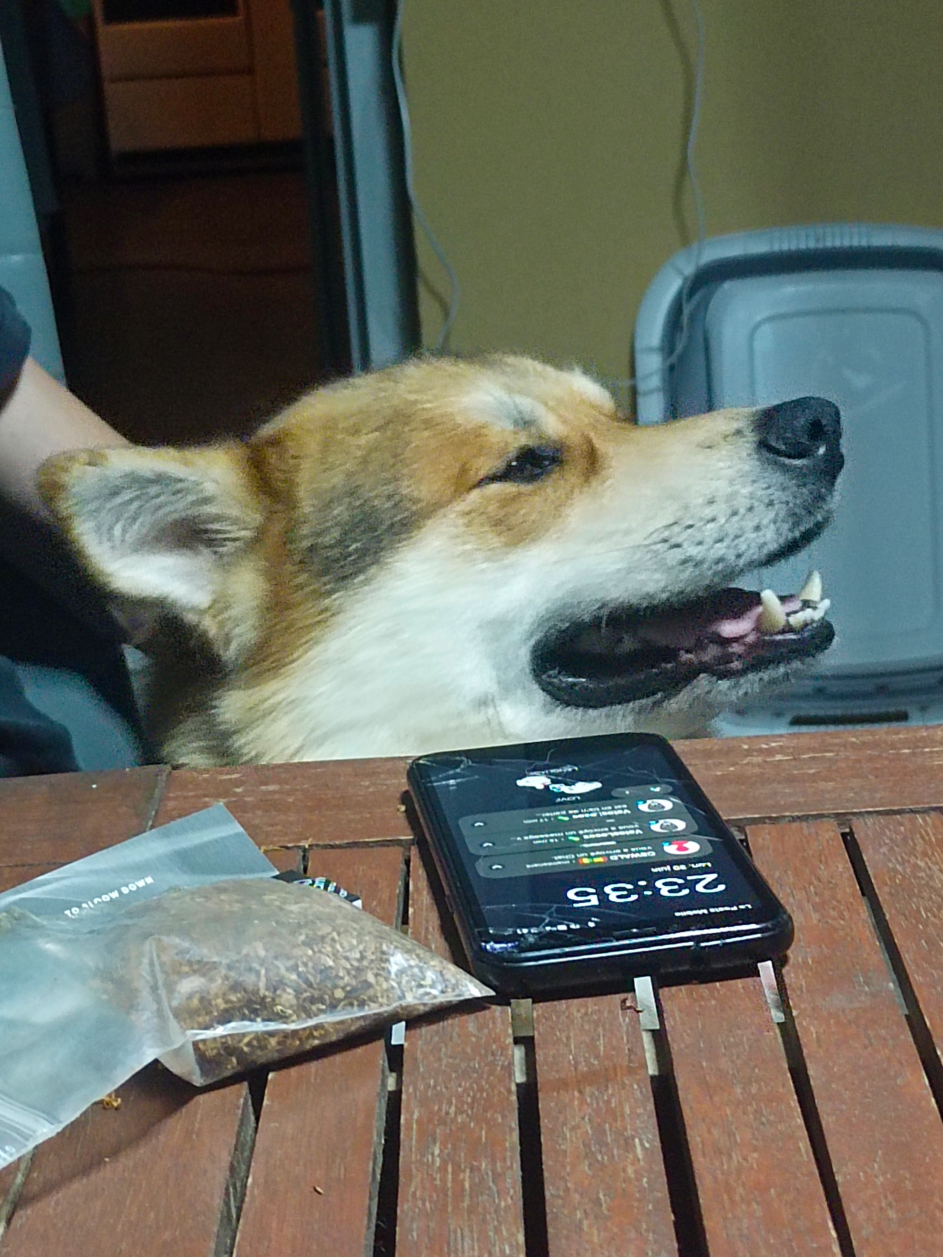 Samy - Route Forestière des Damps, Les Damps