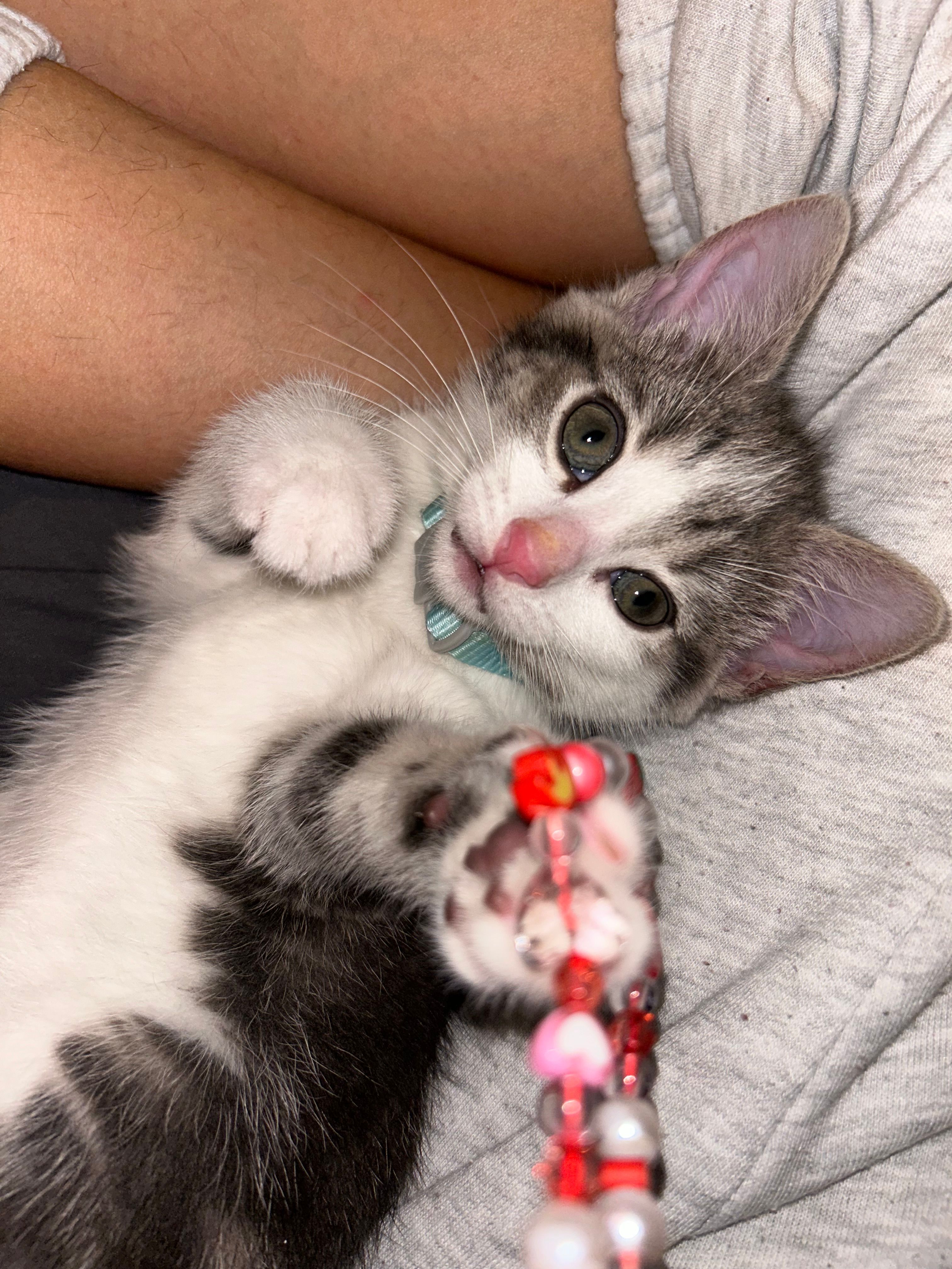 Leia - 2 Howard Road, Llandudno