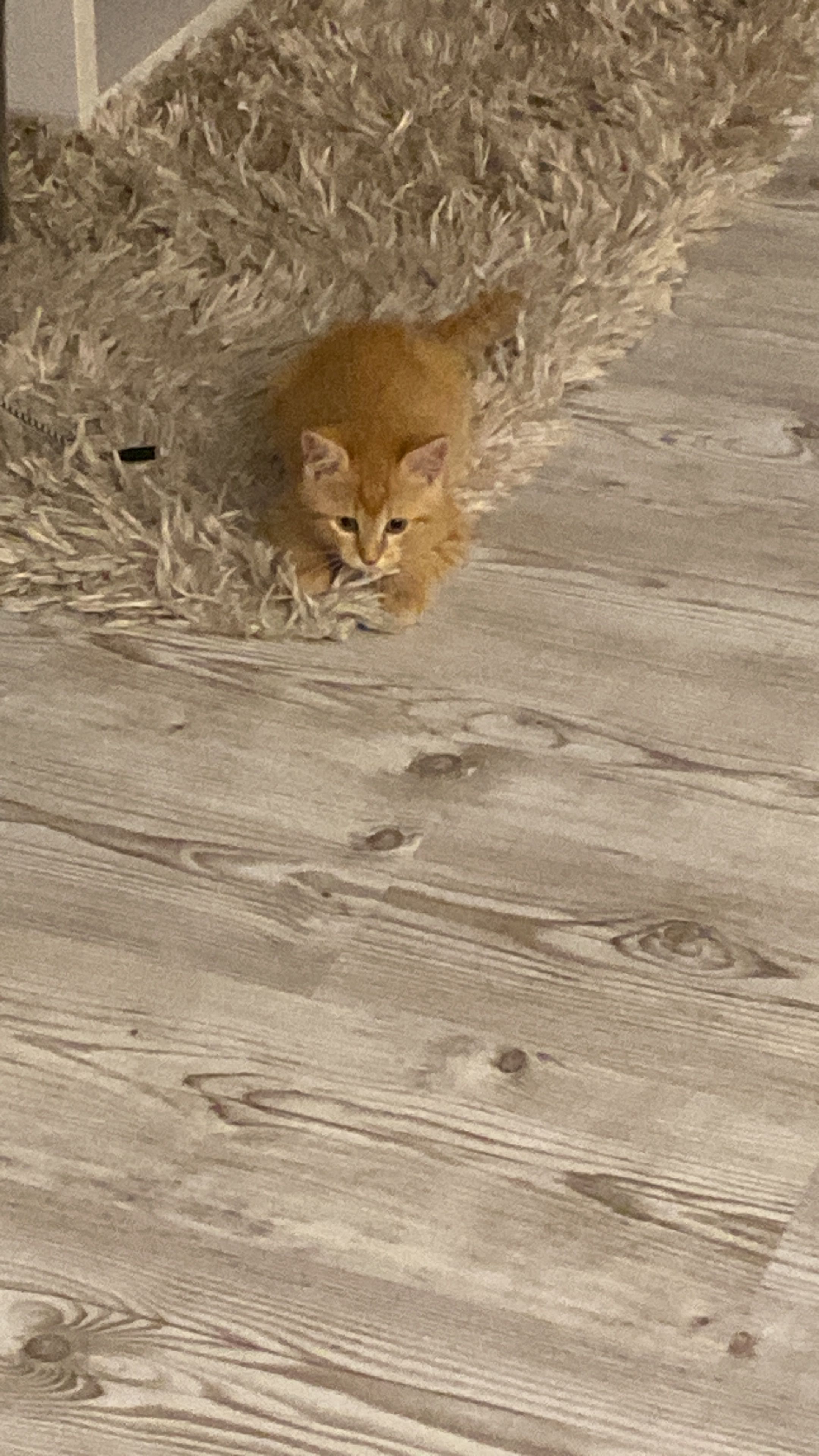 Freddy - Ochsenwanger Steige, Weilheim an der Teck