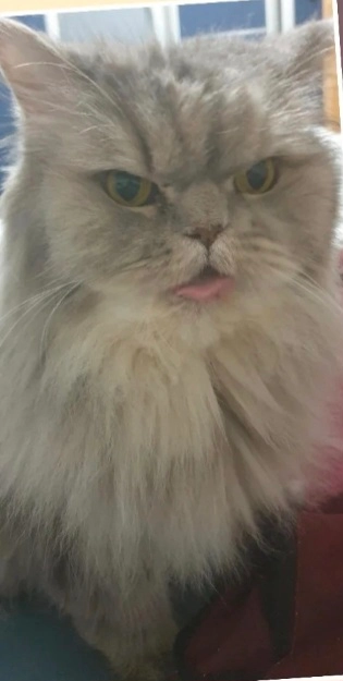 Lilly - Franz-Mika-Weg, Wien