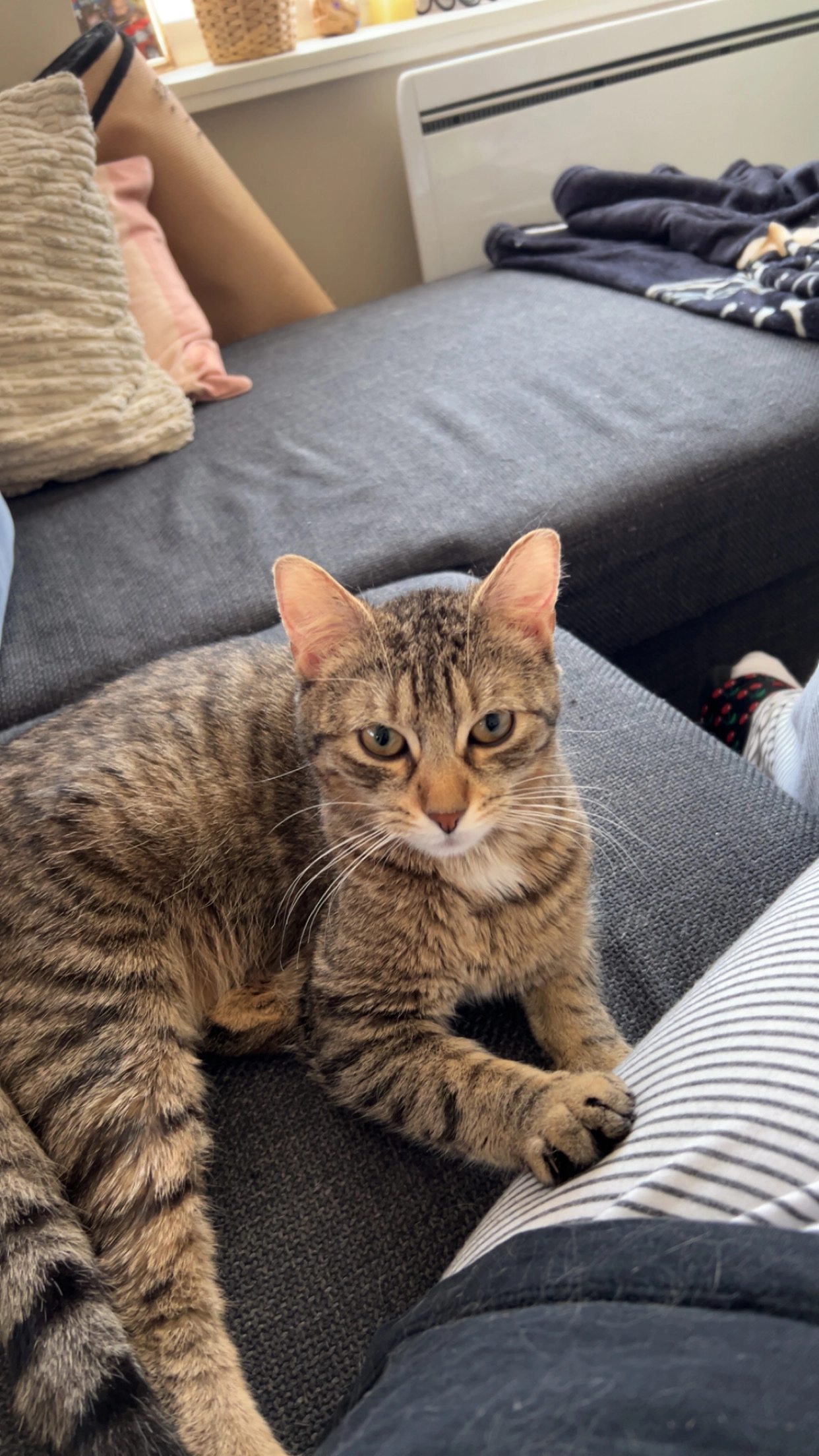 Milou - Rekollettenstraat, Kortrijk