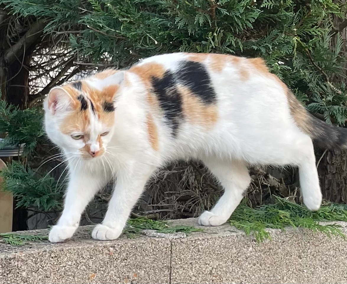 Mika - Allée Jean Lurçat, Saran