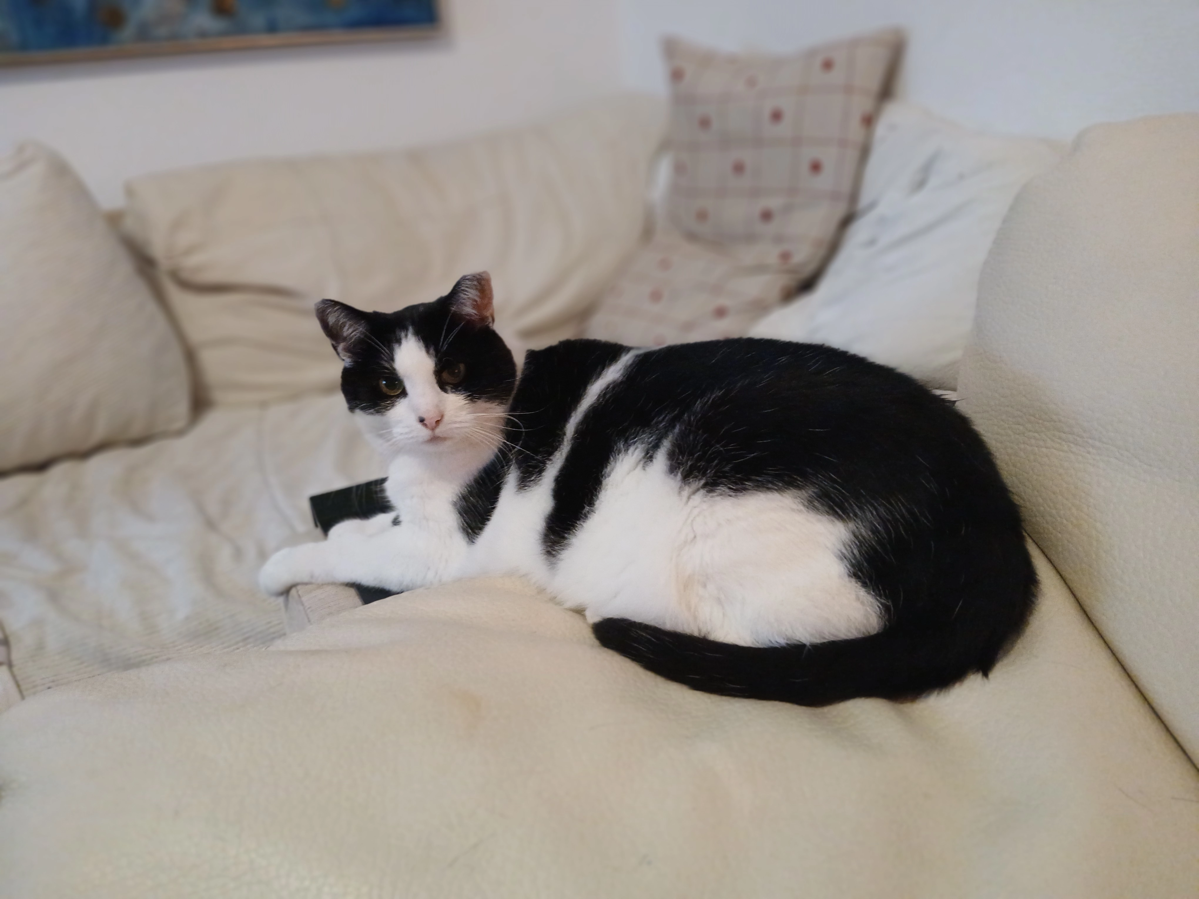 Josephine - Rue du Béarn, Wittenheim