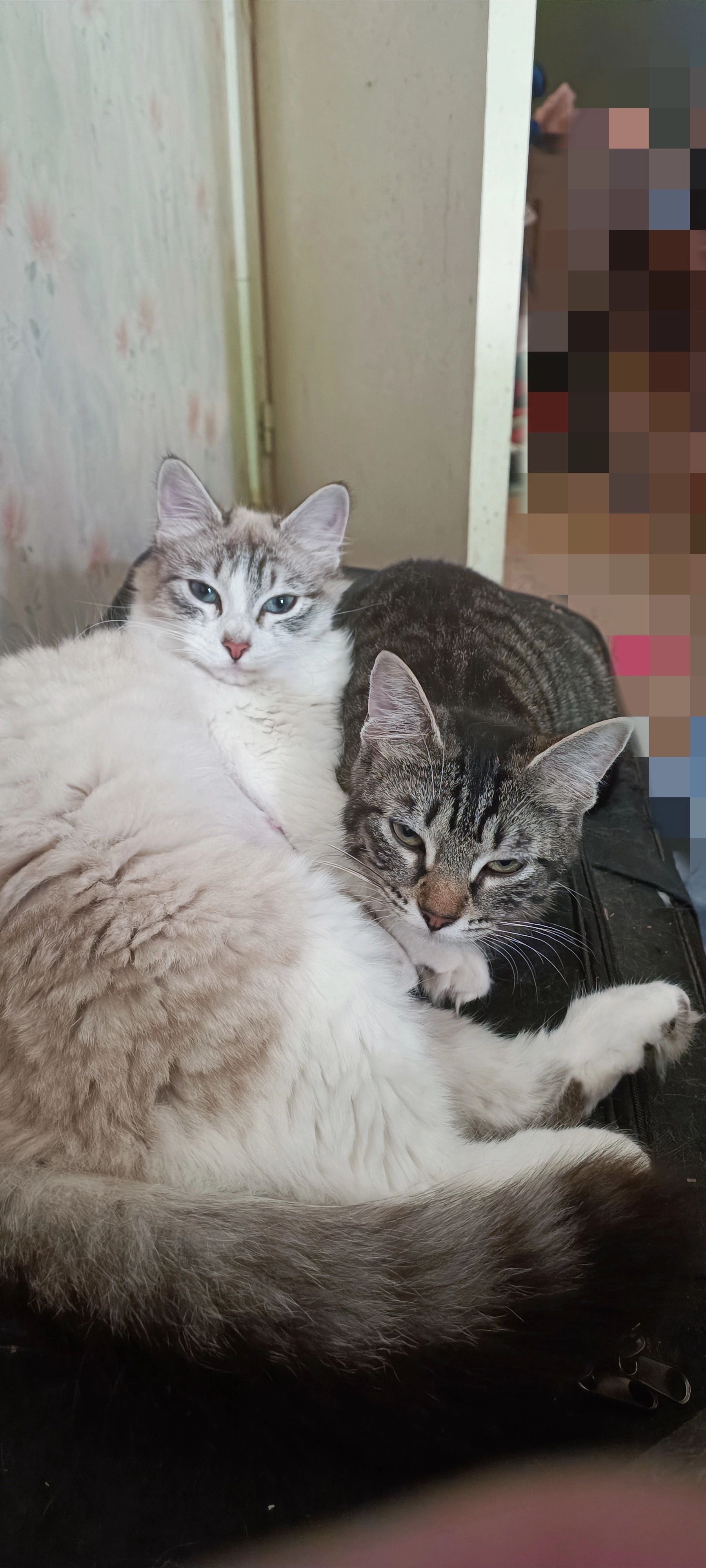 Aglaé et Myrtille  - Place D'auvergne, Soual