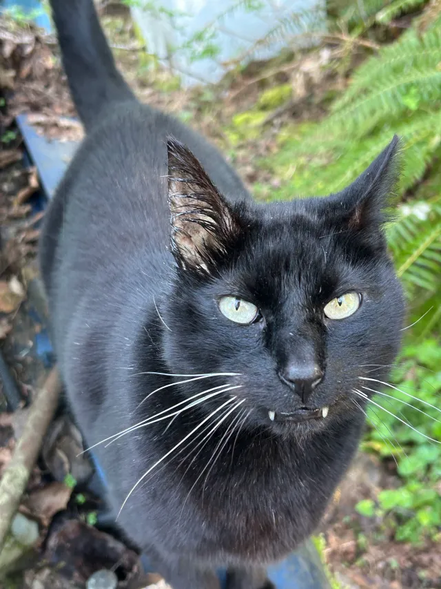 Binky - 11410 Callow Rd, Lake Stevens