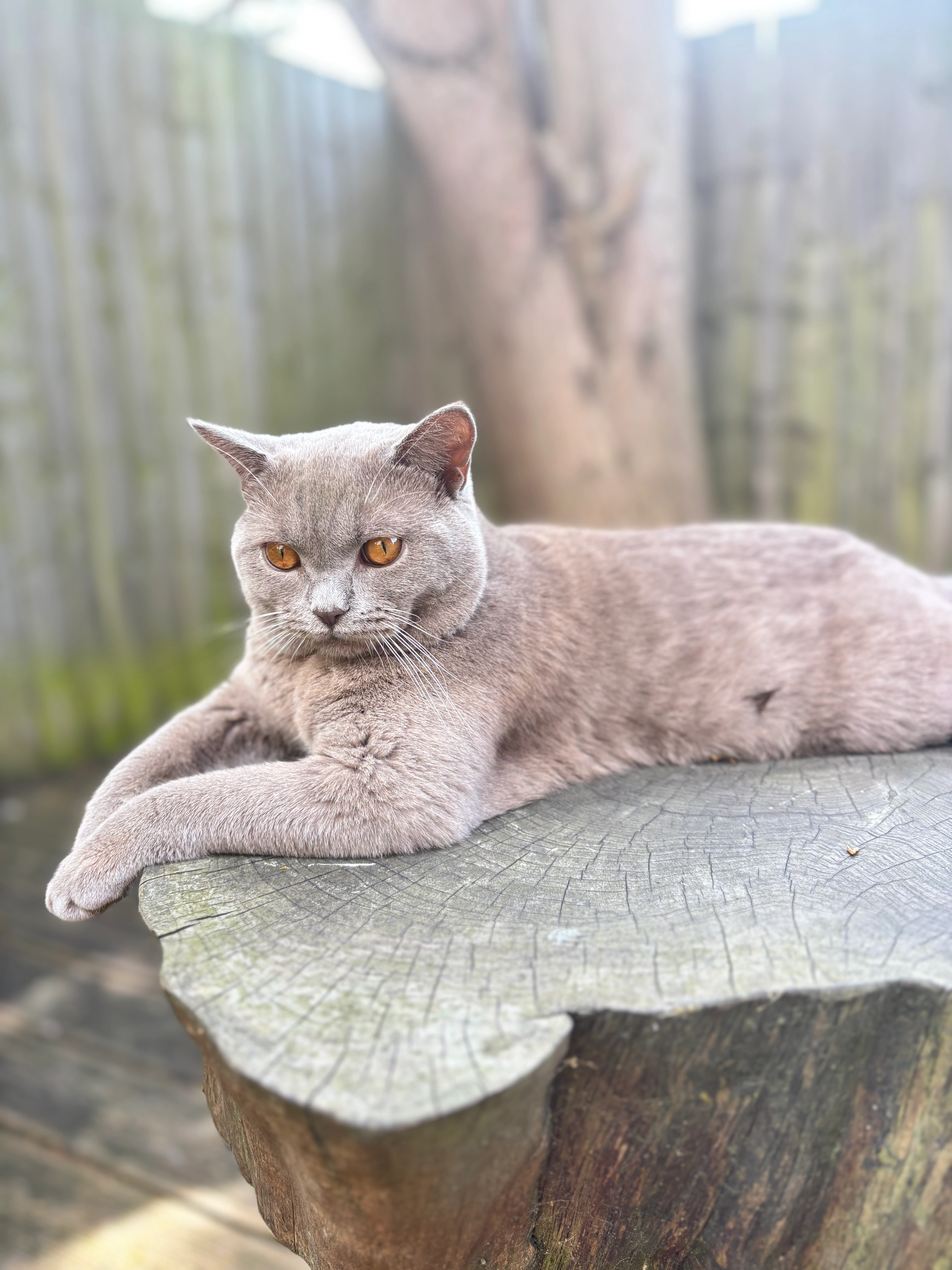 Barry - BH6 3BX, Bournemouth