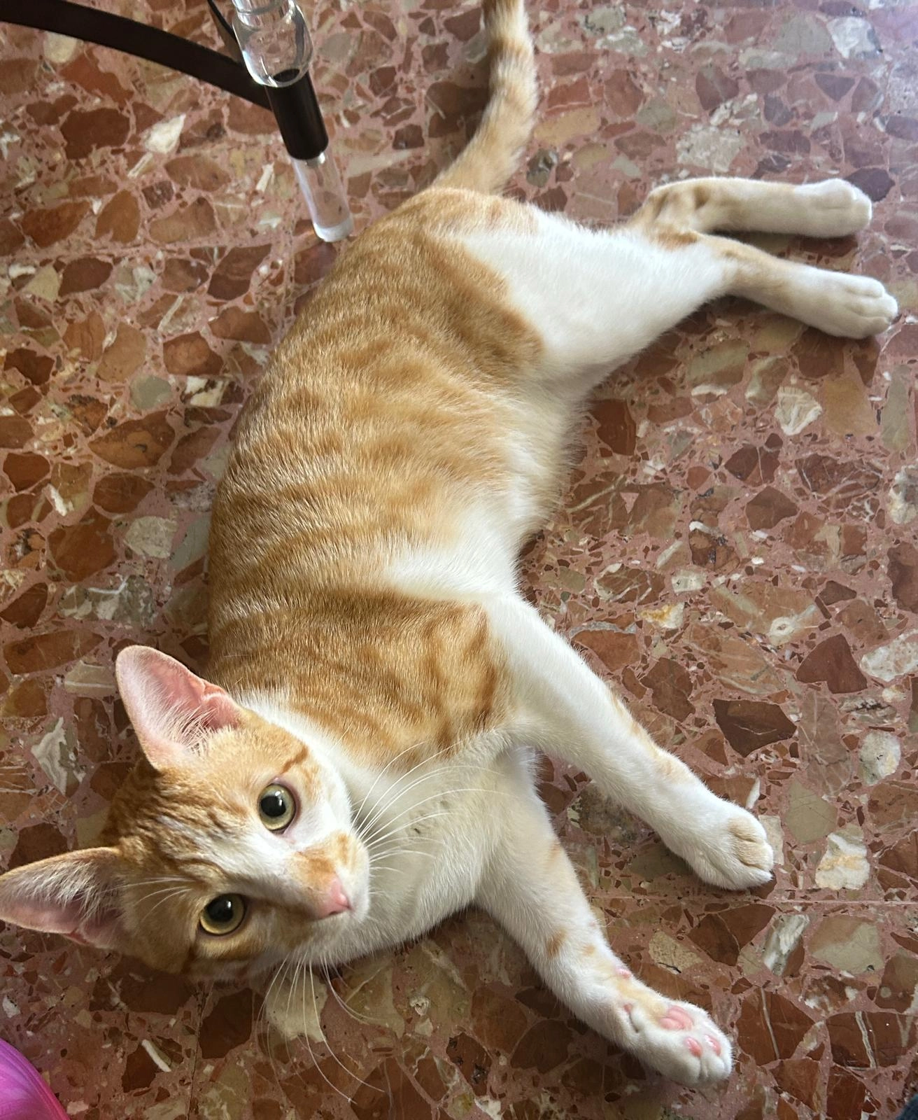 Chopper  - Calle Núñez De Balboa, Huércal-Overa