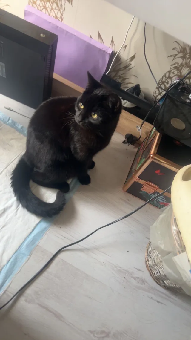 Simon - Northfield Road, Waltham Cross