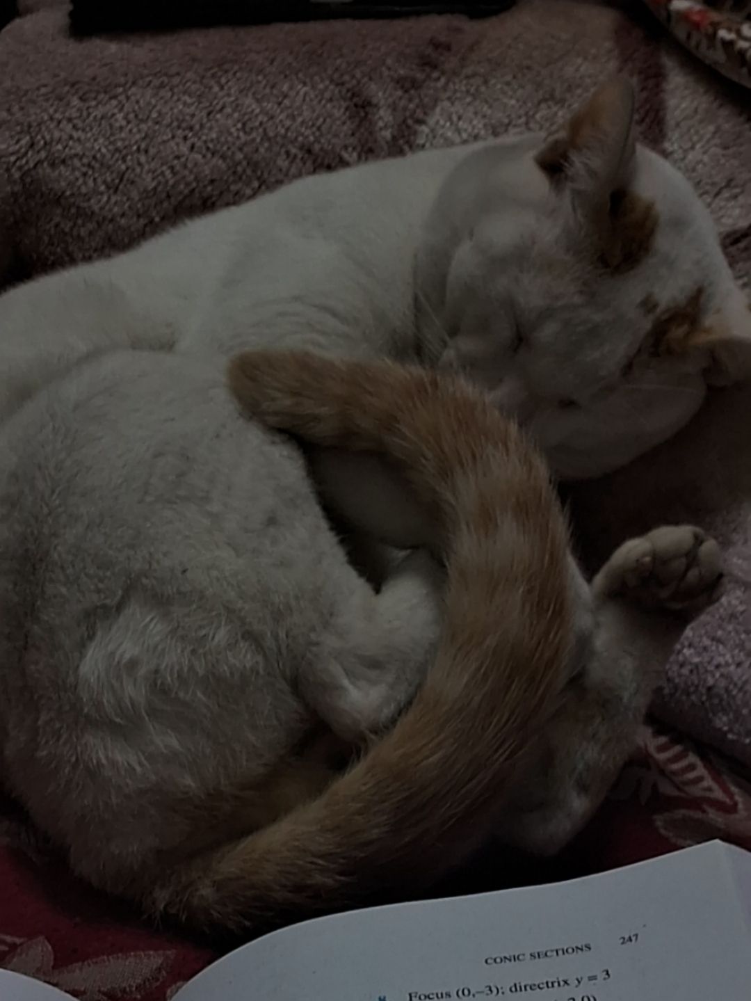 Nolu - Brindaban Pal Ln, Kolkata