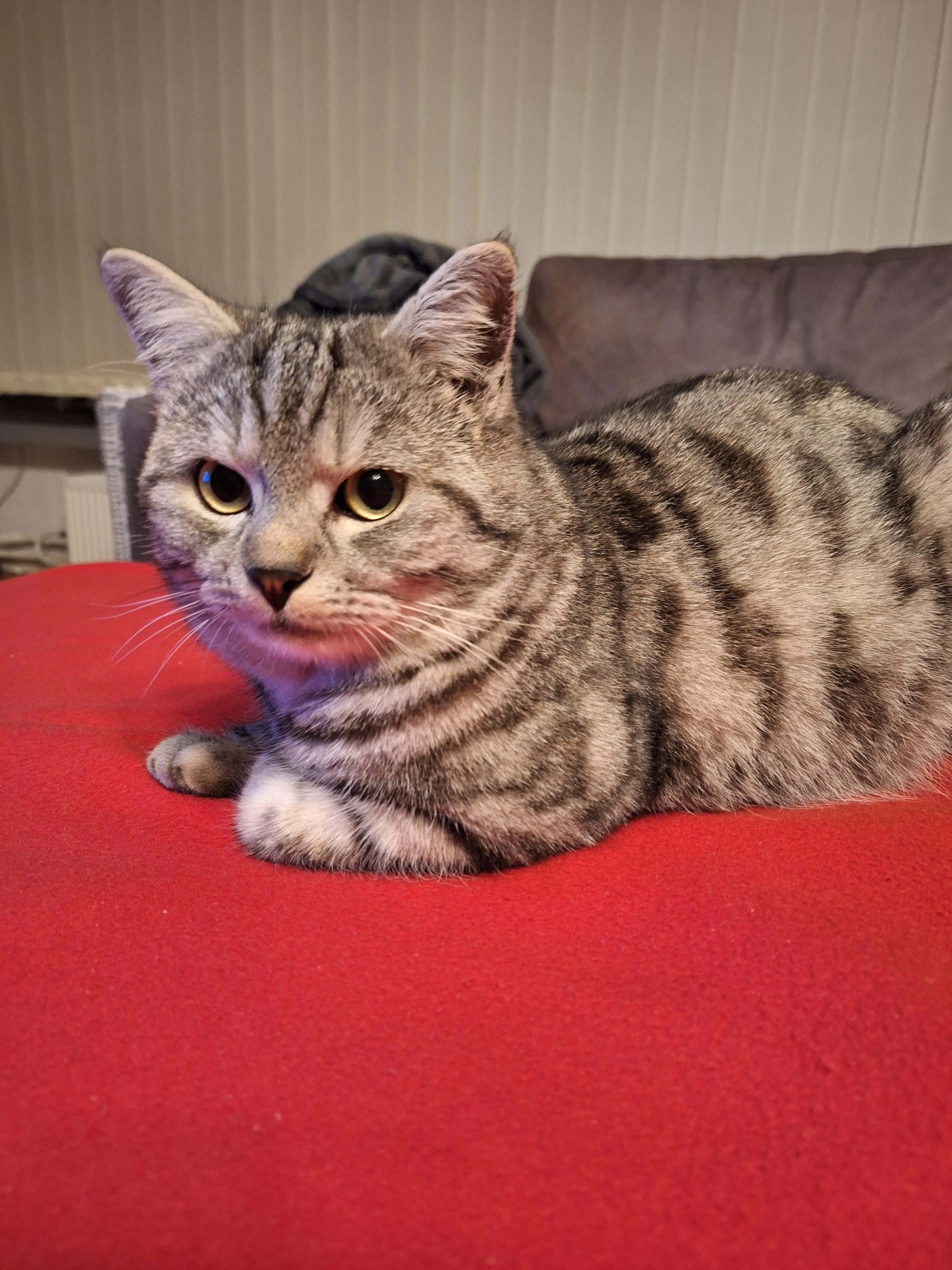 Rocky - Salzburger Straße 70, Braunau am Inn