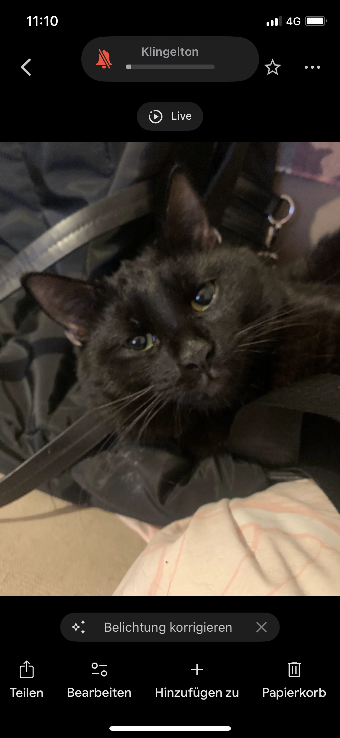 Dicker  - Albert-Barthel-Straße 7, Pirna