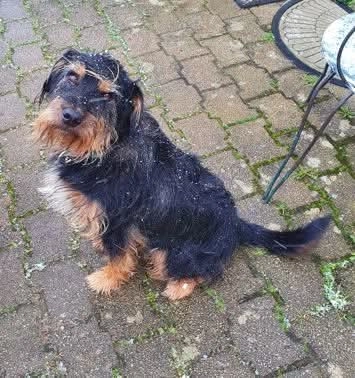 Jock - Route de Plougastel, Loperhet